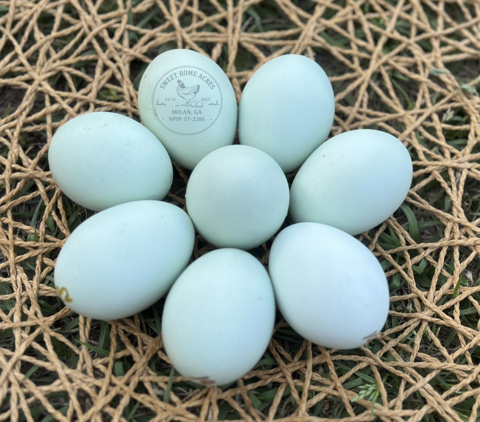 Cream Legbar Hatching Eggs (6+2) Homozygous Blue / Auto-Sexing / NPIP  Flock