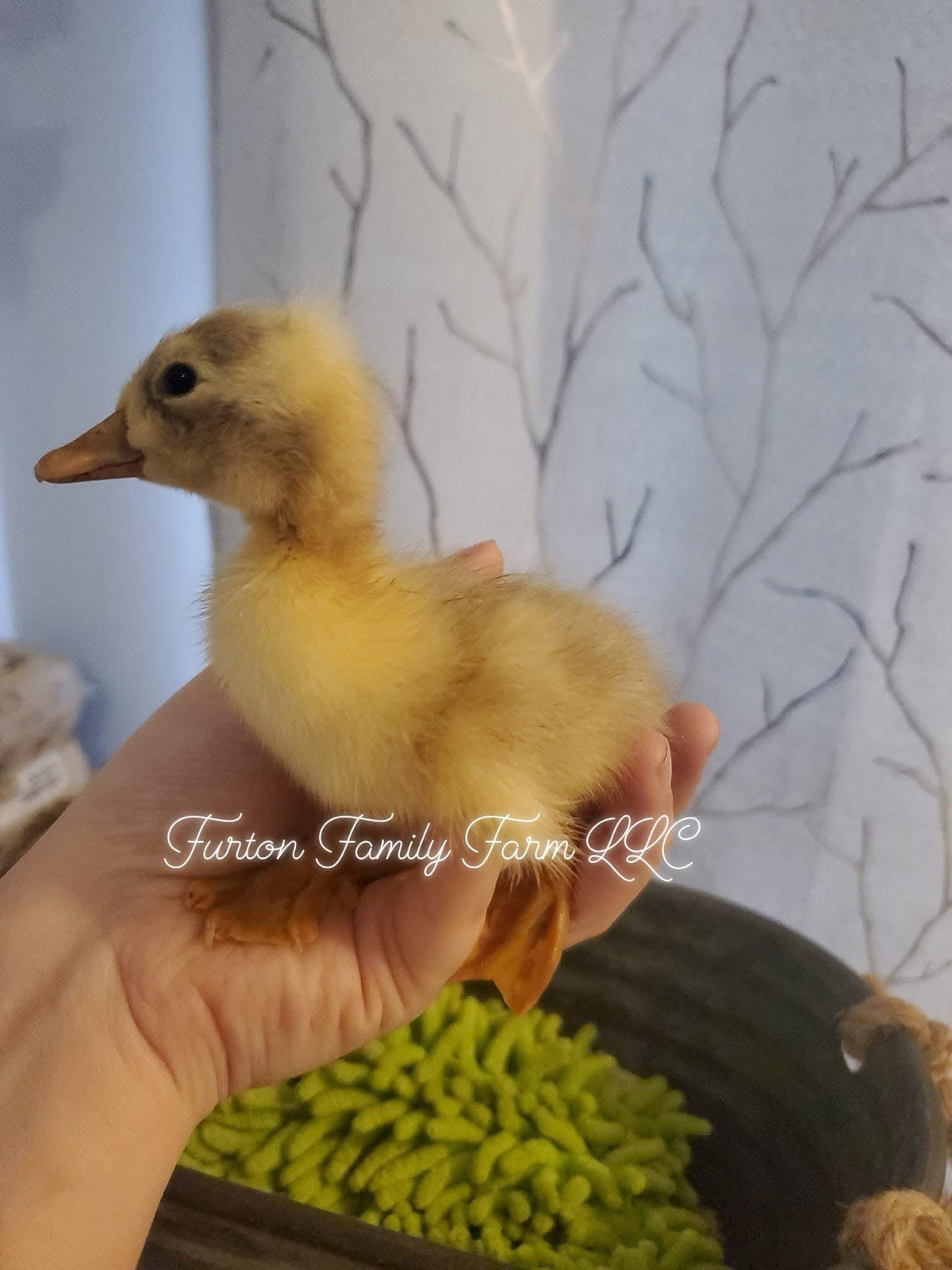 10 Crested Magpie Duck Hatching eggs *RARE*