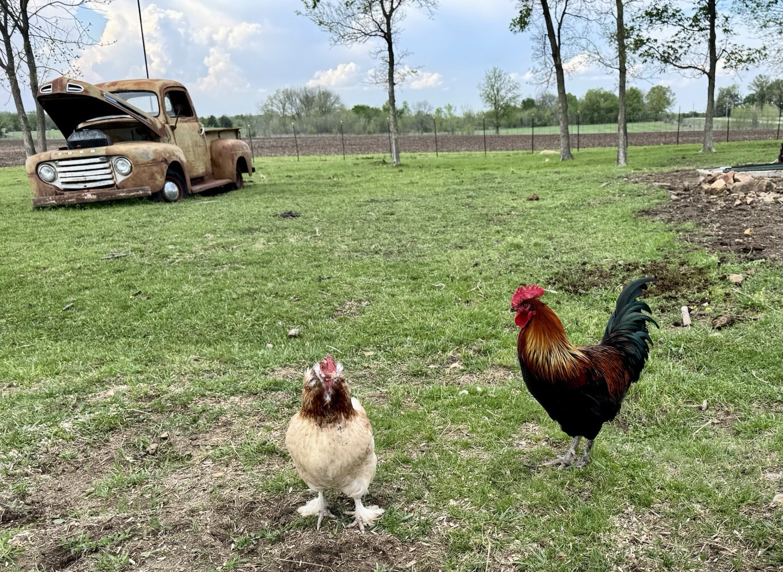 12+ Chicken Hatching Eggs Ameraucana, Easter/Olive Egger, Faverolles, Marans