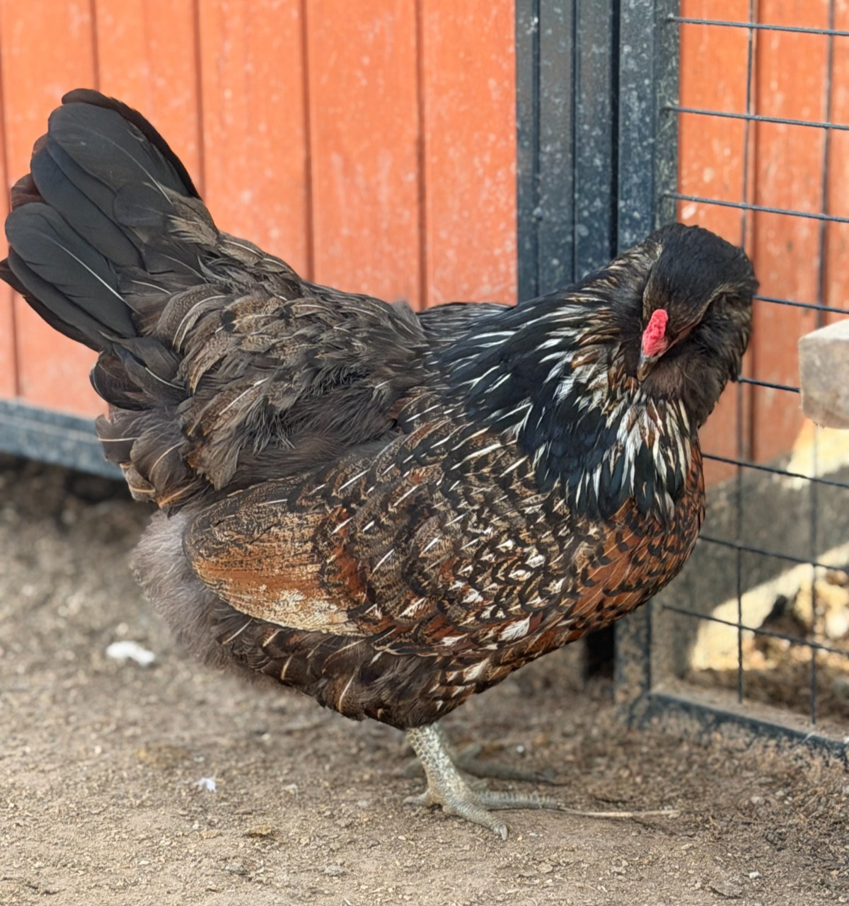 12 (+2 Extra) Easter - Olive Egger RAINBOW Chicken Hatching Eggs Mix Speckled