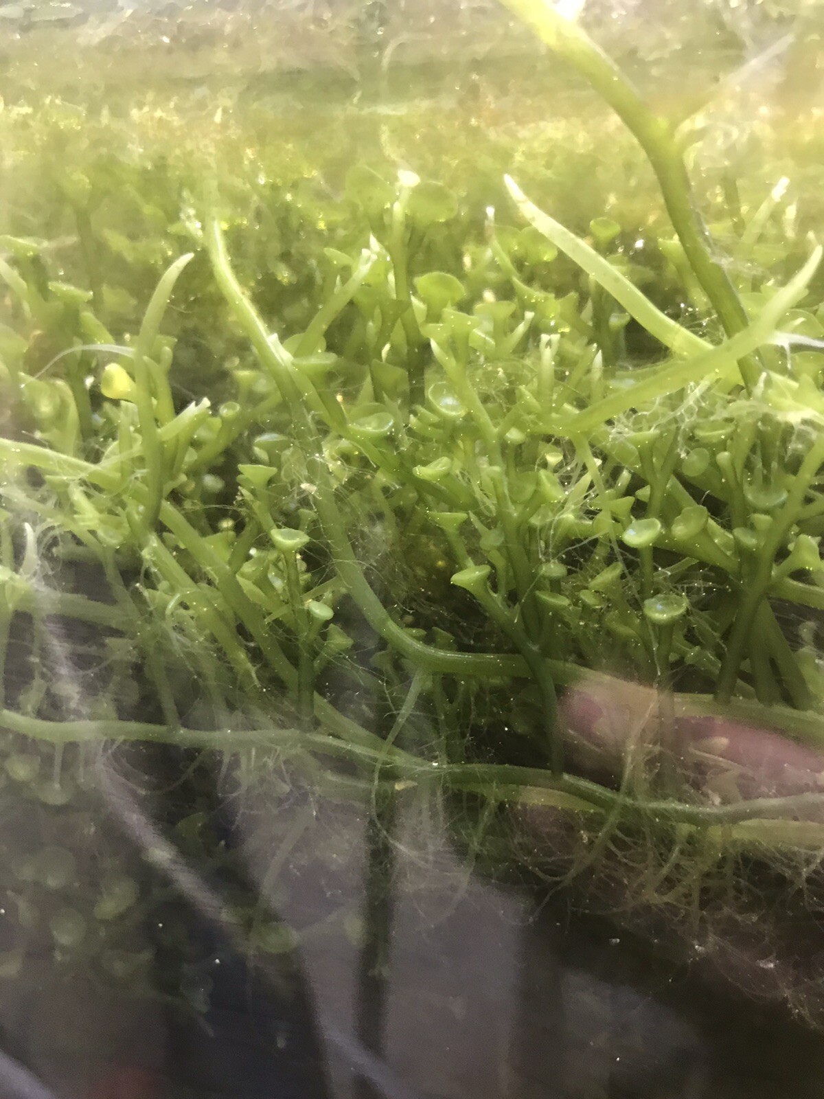Live- Caulerpa Peltata Marine Reef Macro Algae For Refugium - FULL Sandwich Bag!