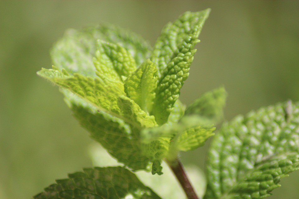 Live MOJITO MINT Plant + MENTHA Villosa - [3.5" Pot] - Perennial