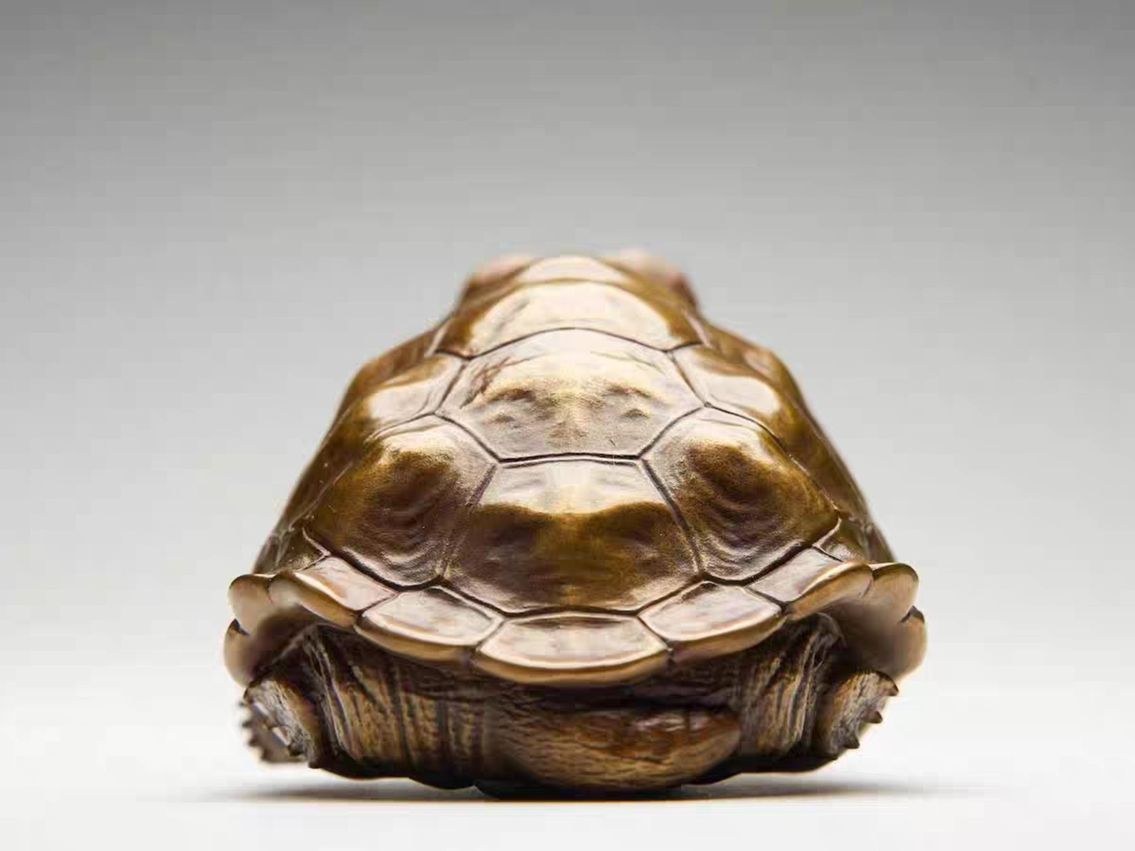 Solid Bronze Copper Galapagos Tortoise Turtle Statue Artwork Decor handcraft