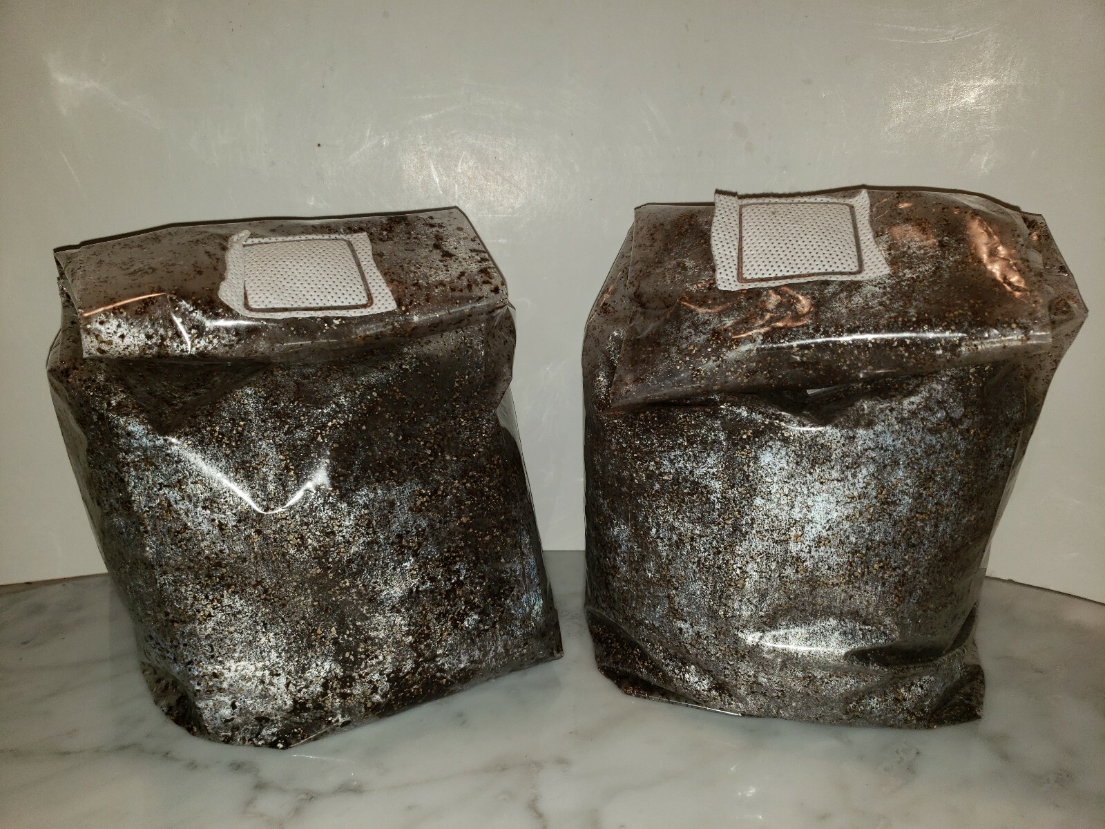 Pasteurized mushroom super substrate 2x3LBs,field capacity ready for your spawn