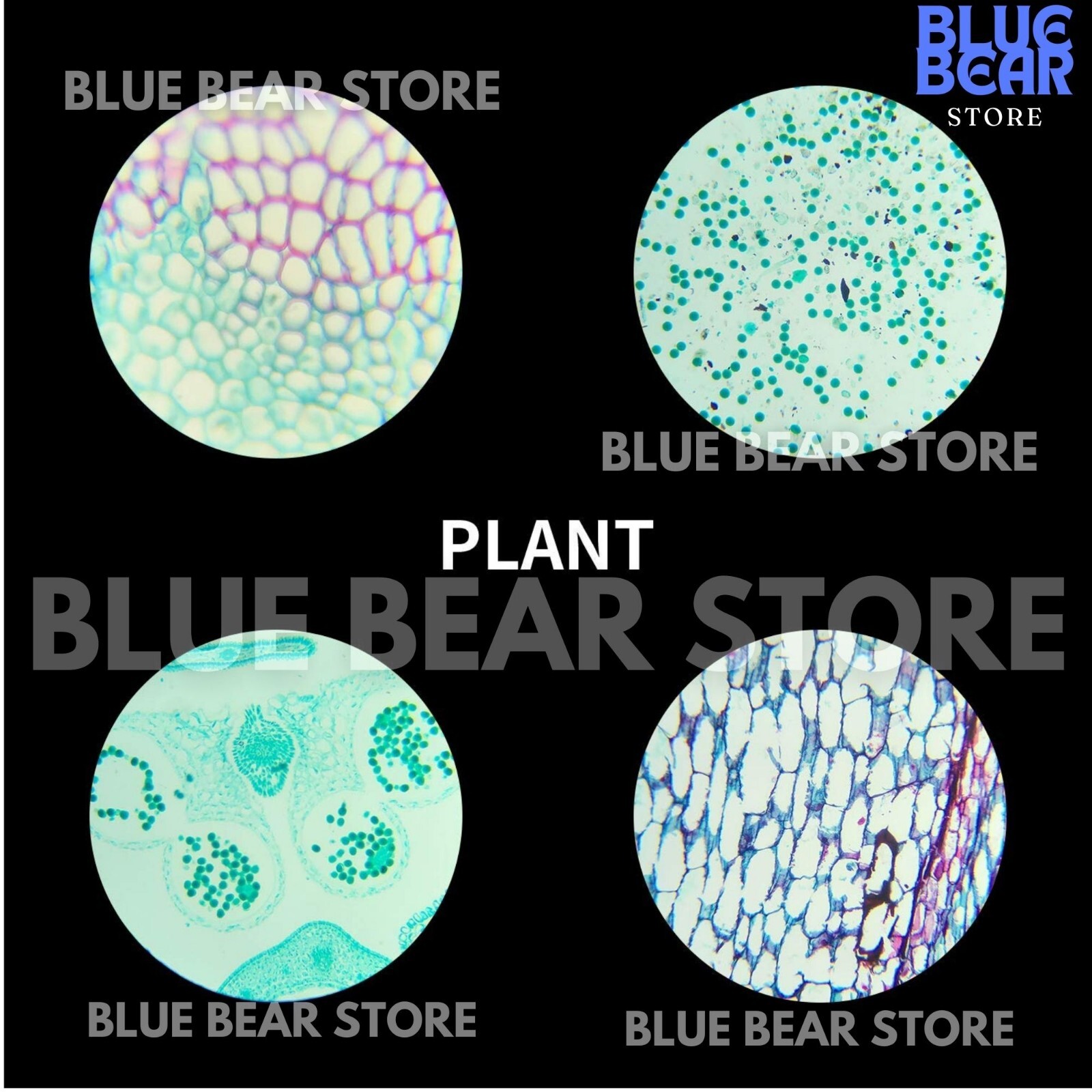 Prepared Microscope Slides Specimens Plant Insect Animal for Student Education