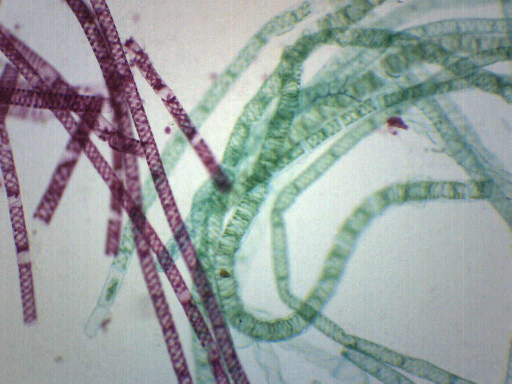 Vegetative Spirogyra - Prepared Microscope Slide - 75x25mm - Eisco Labs
