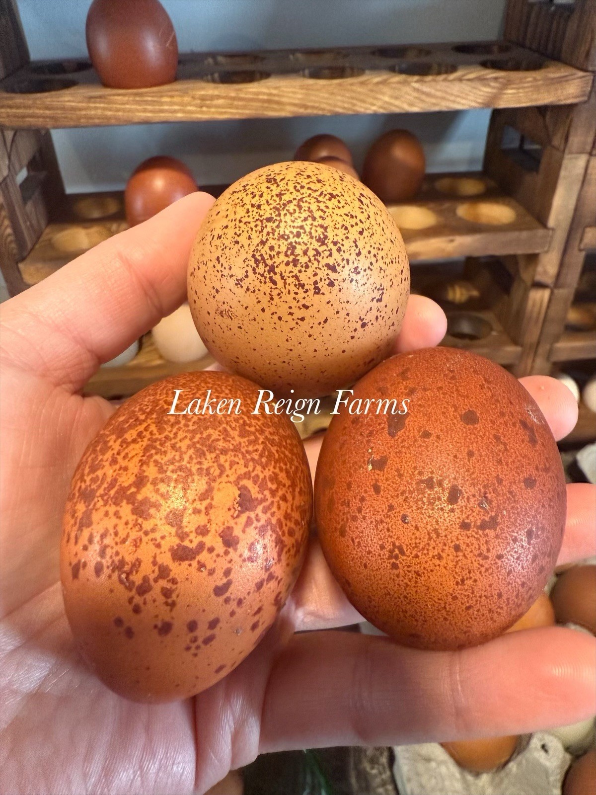12 Rainbow Hatching Eggs Blooms, Speckles, NPIP/AI