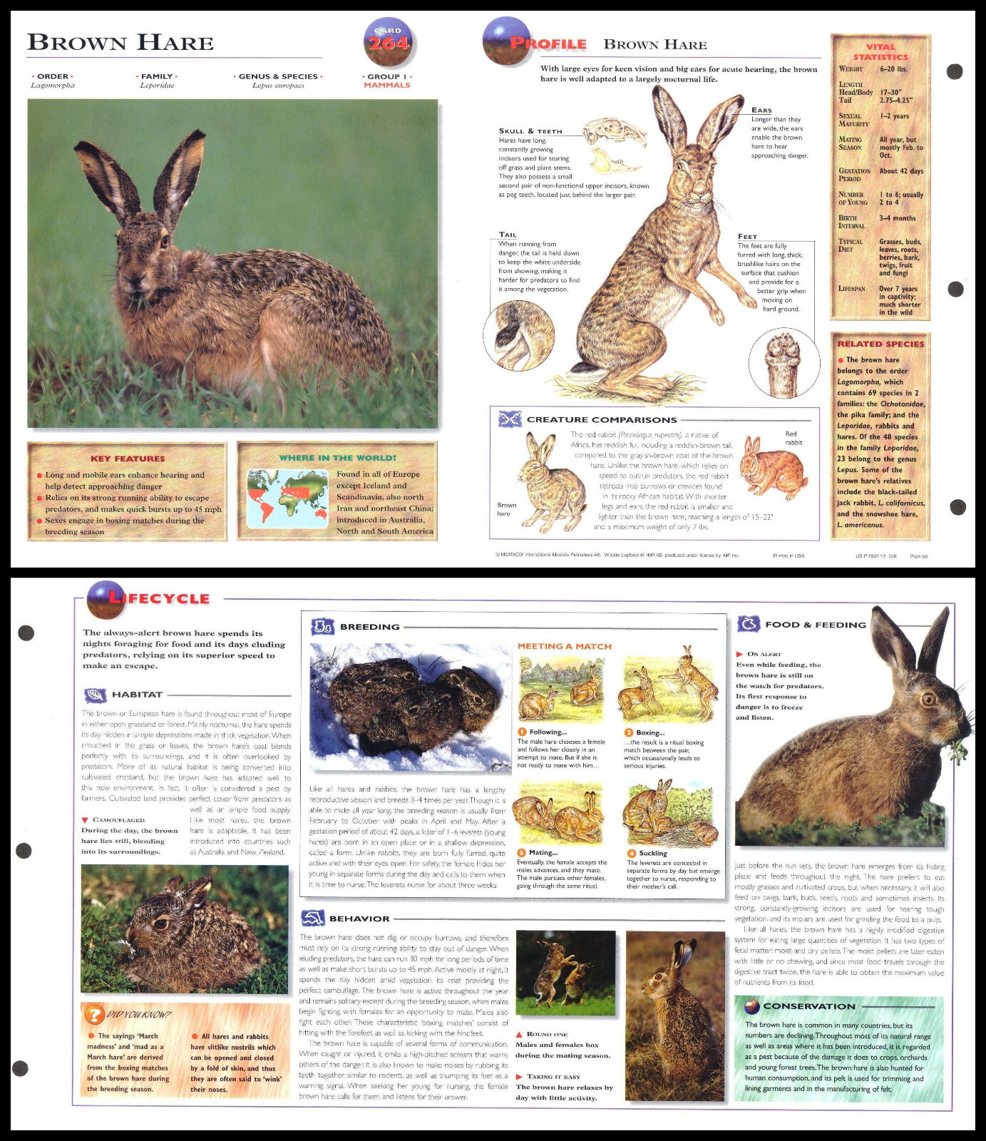 Fold-Out Sheet - Brown Hare - 264
