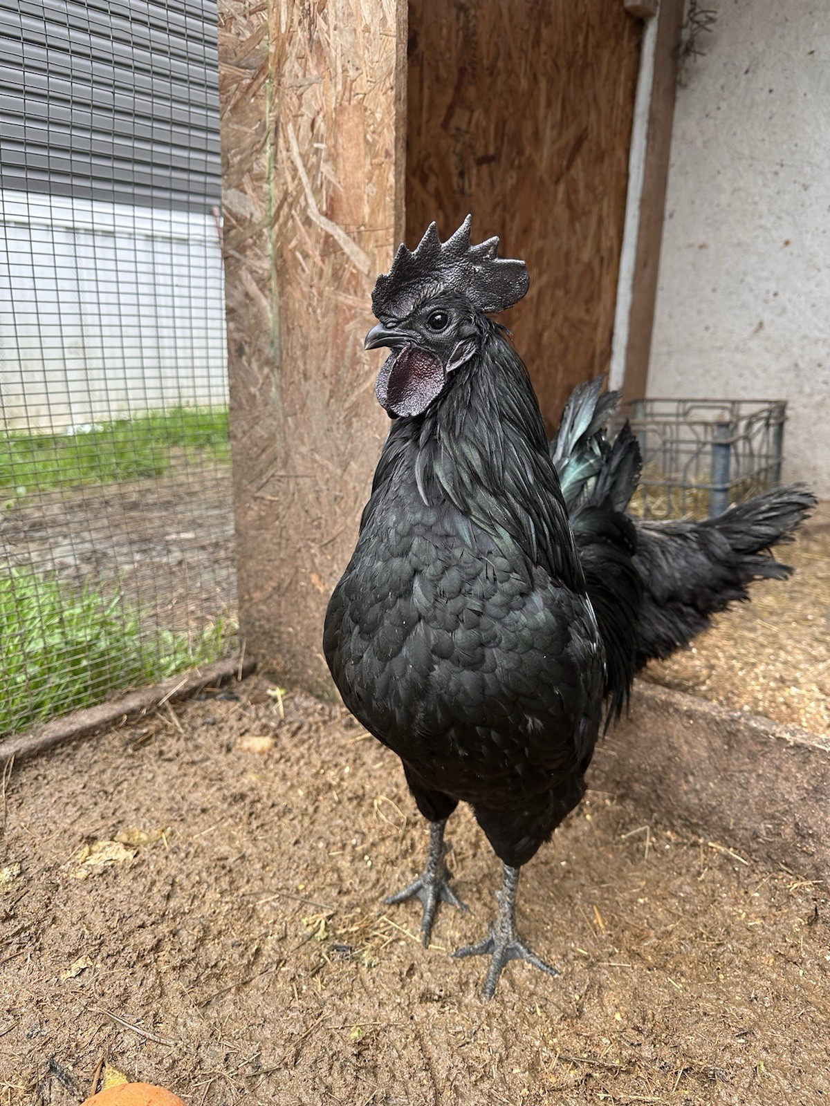 Ayam Cemani Chicken Hatching Eggs 12 High Quality Eggs & Shipping