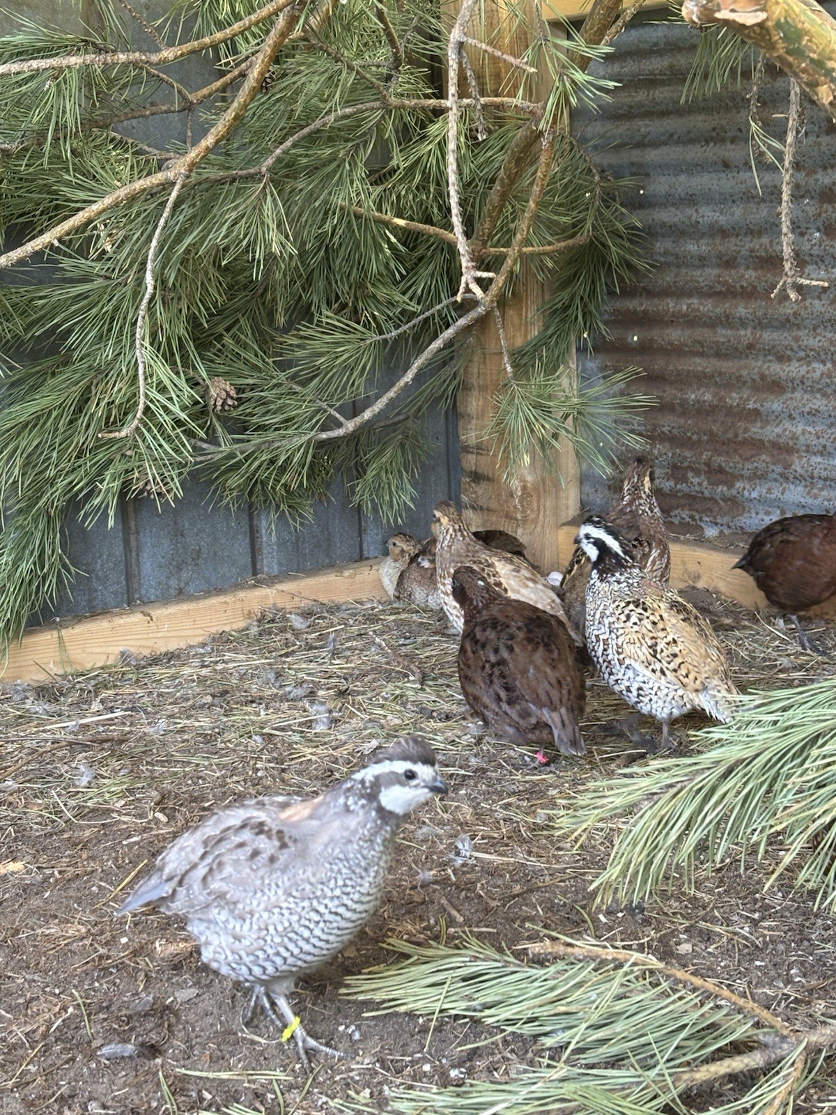 24+ Mixed Bobwhite Hatching Eggs