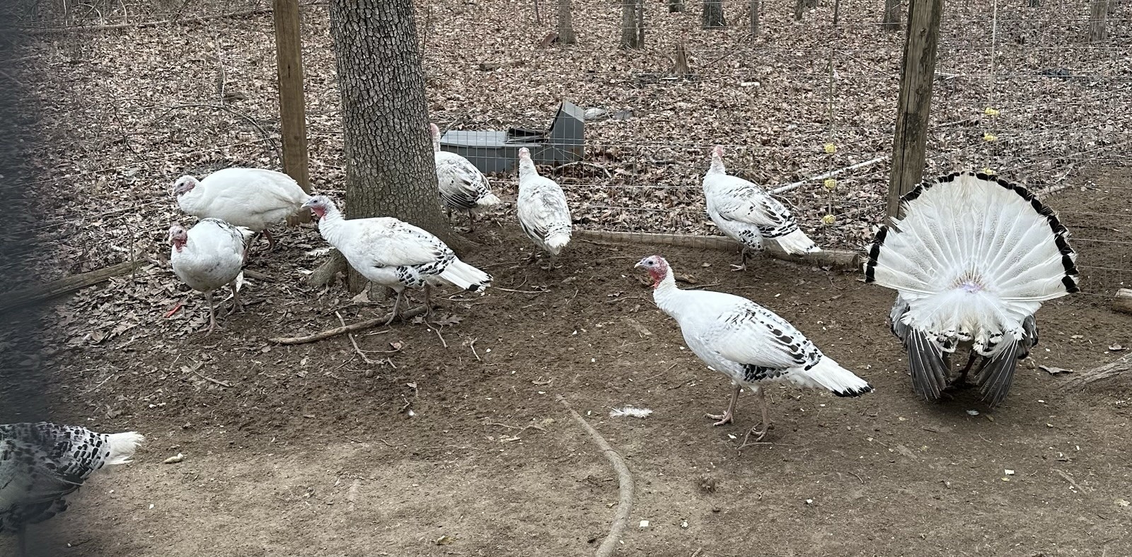 5+ 1 Royal Palm Turkey Hatching Eggs