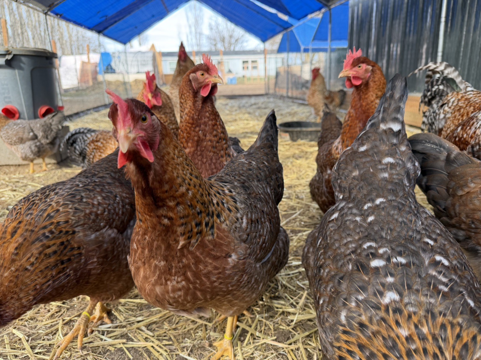 12 +  Bielefelder Hatching Chicken Eggs NPIP and AI clean