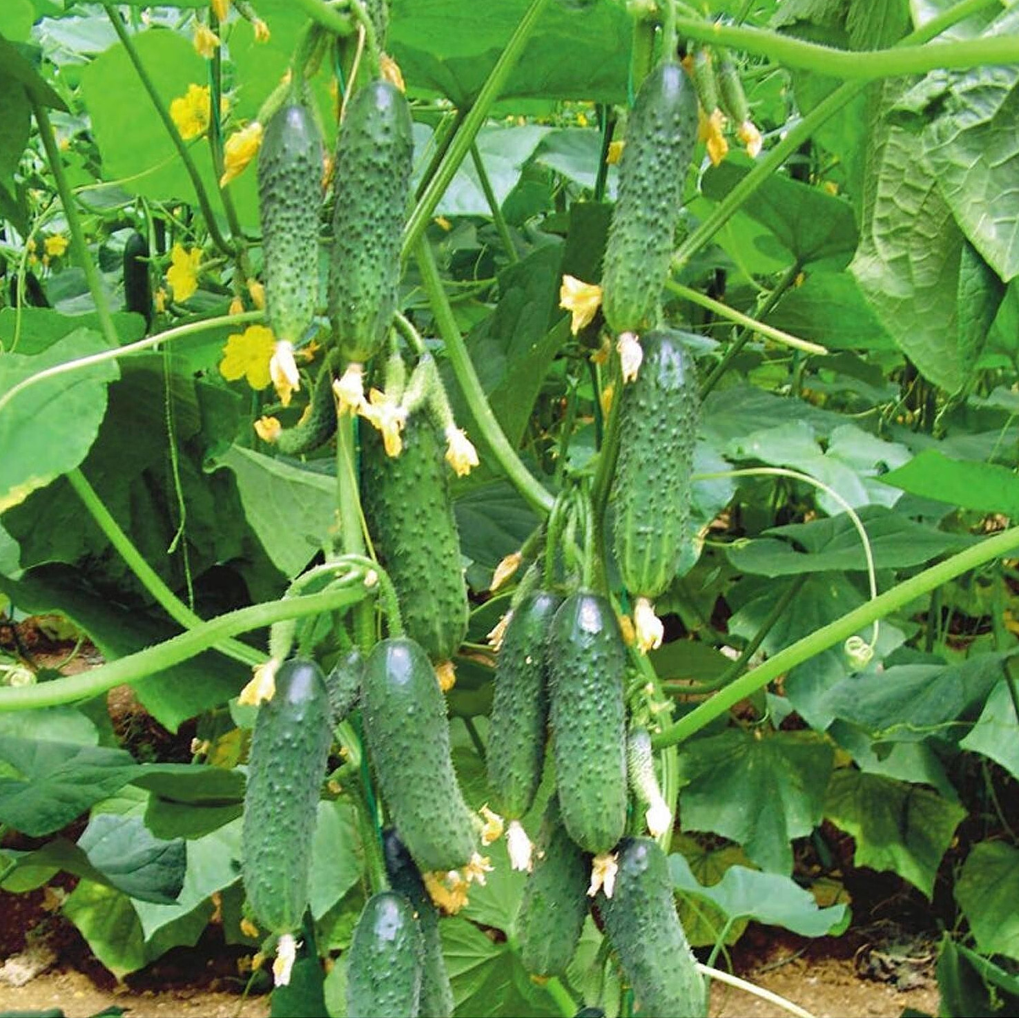 20 Seeds cucumber Masha F1 Hybrid Seminis Monsanto Holland Маша семена огурец