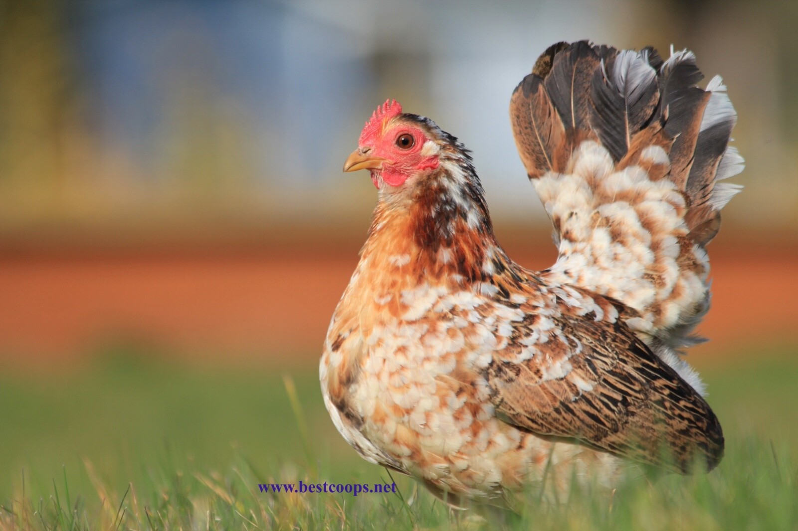 4+ Fertile Show Quality Serama Chicken Hatching Eggs