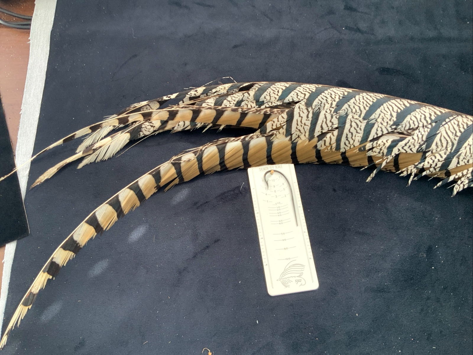Lady Amherst's Pheasant feathers