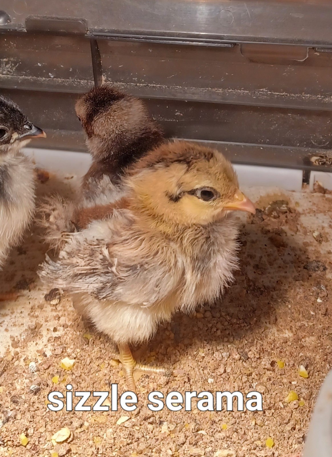 4+AI NPIP Clean Serama Hatching Eggs, Micro, A & B Types / Malay/Trad