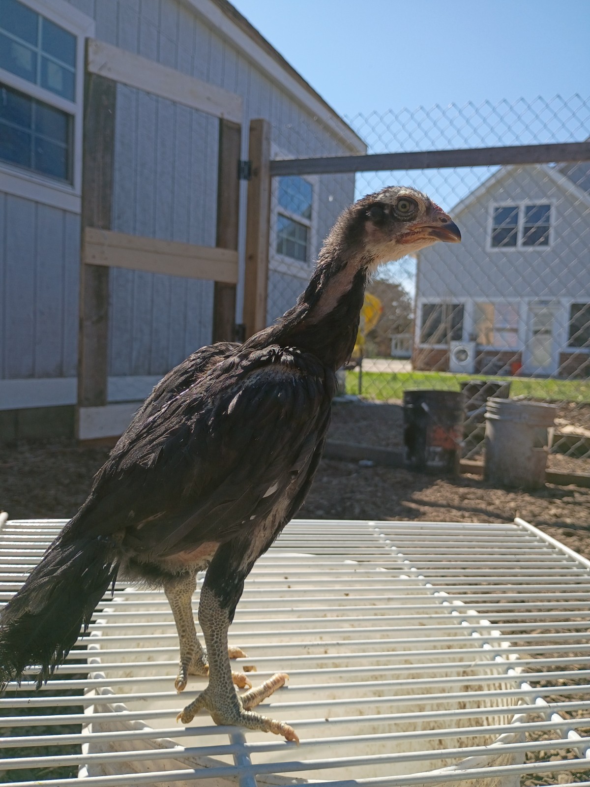 6 Rare Heritage Chicken Hatching Eggs –D0N- Gan0i-Cold Season Sale