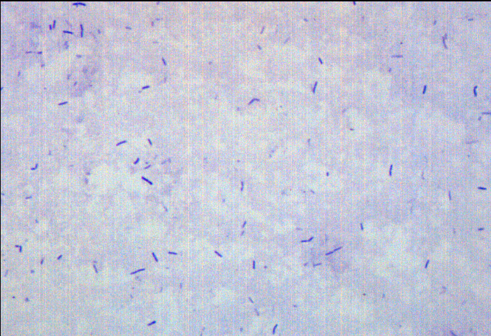 Bacillus Smear, Gram-Positive, Prepared Microscope Slide - 75x25mm - Eisco Labs