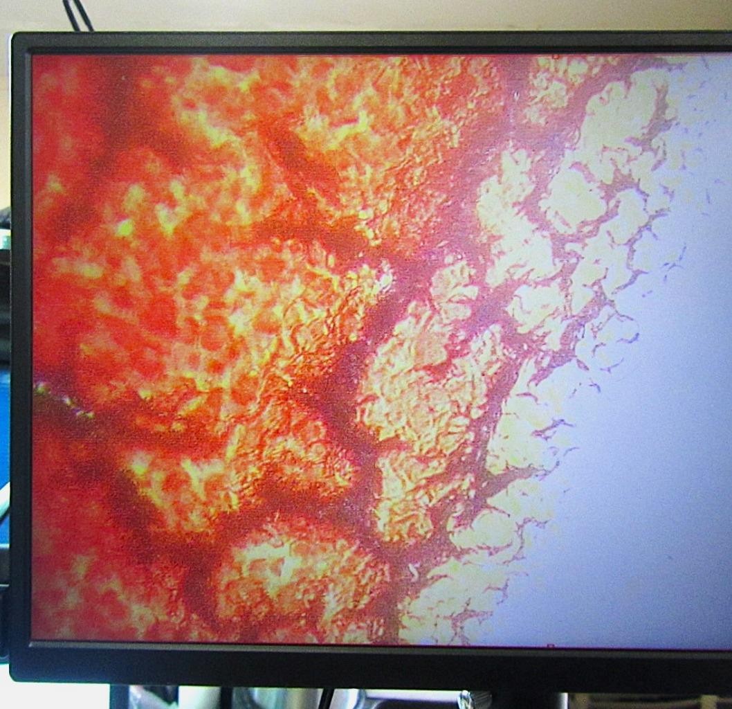 LW Scientific Innovation Digital Video LED & BioVid HD Camera Microscope System
