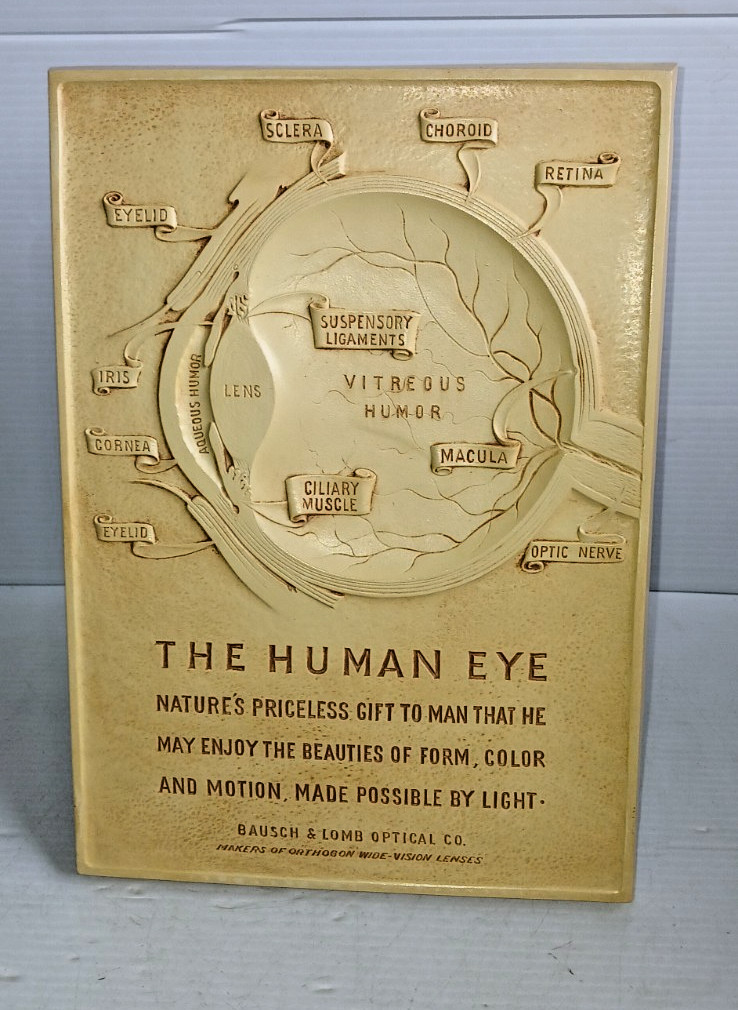 Vintage The Human Eye Anatomical Model Plaque by Bausch & Lomb Optical Co.