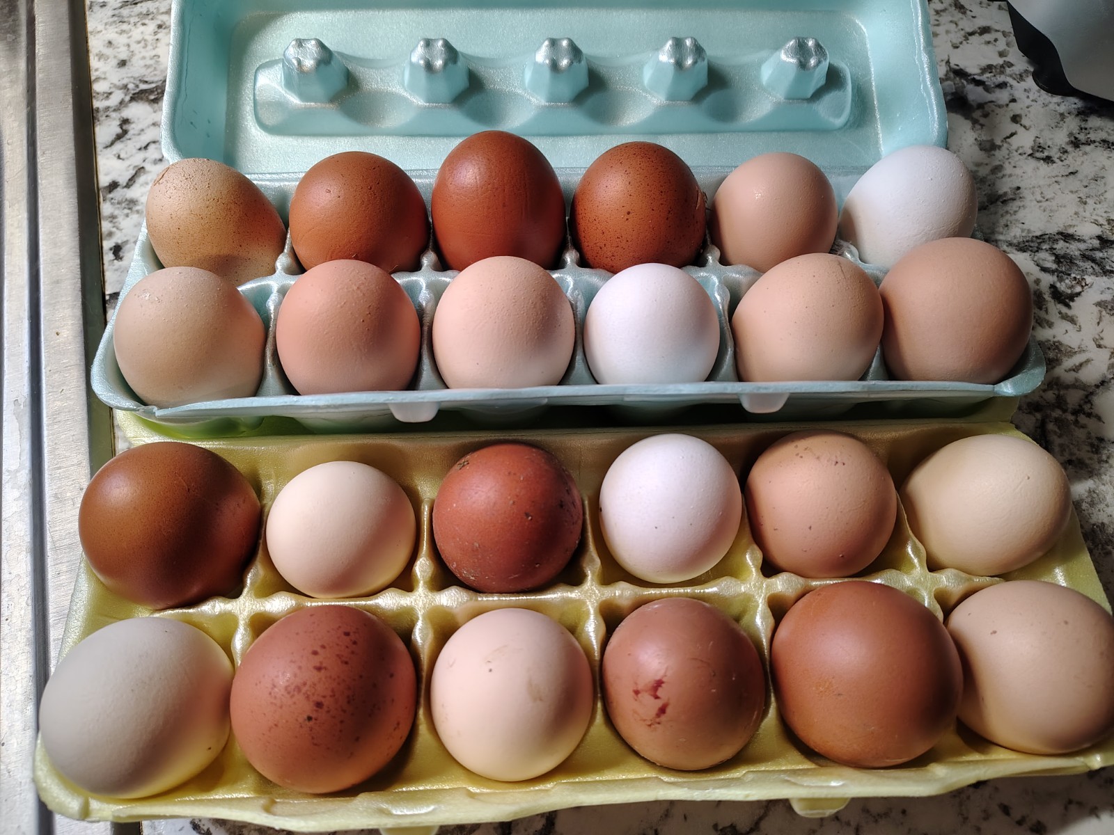 12 Hatching Chicken Eggs