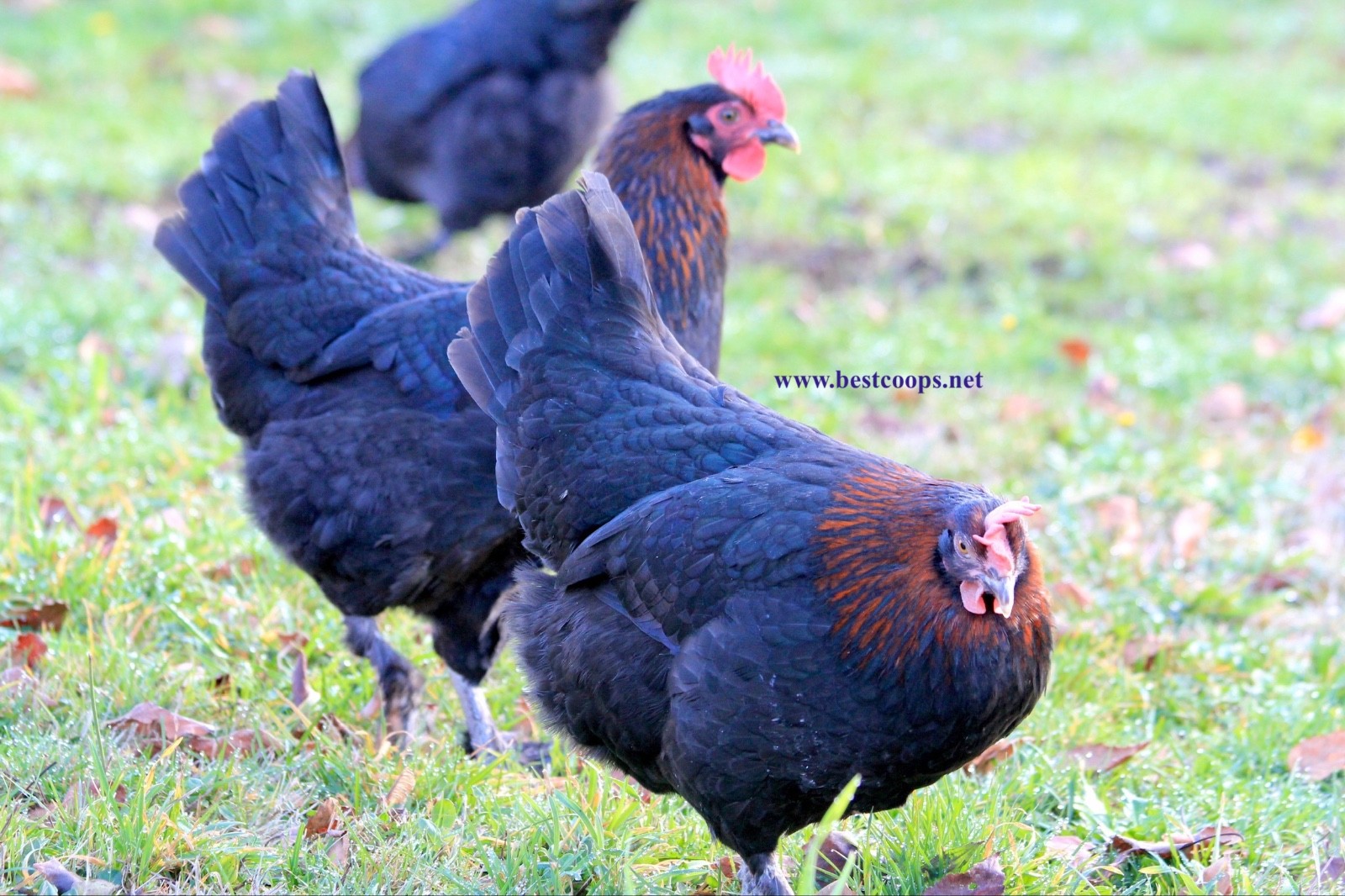 8+ Fertile Black Copper Marans Chicken Hatching Eggs