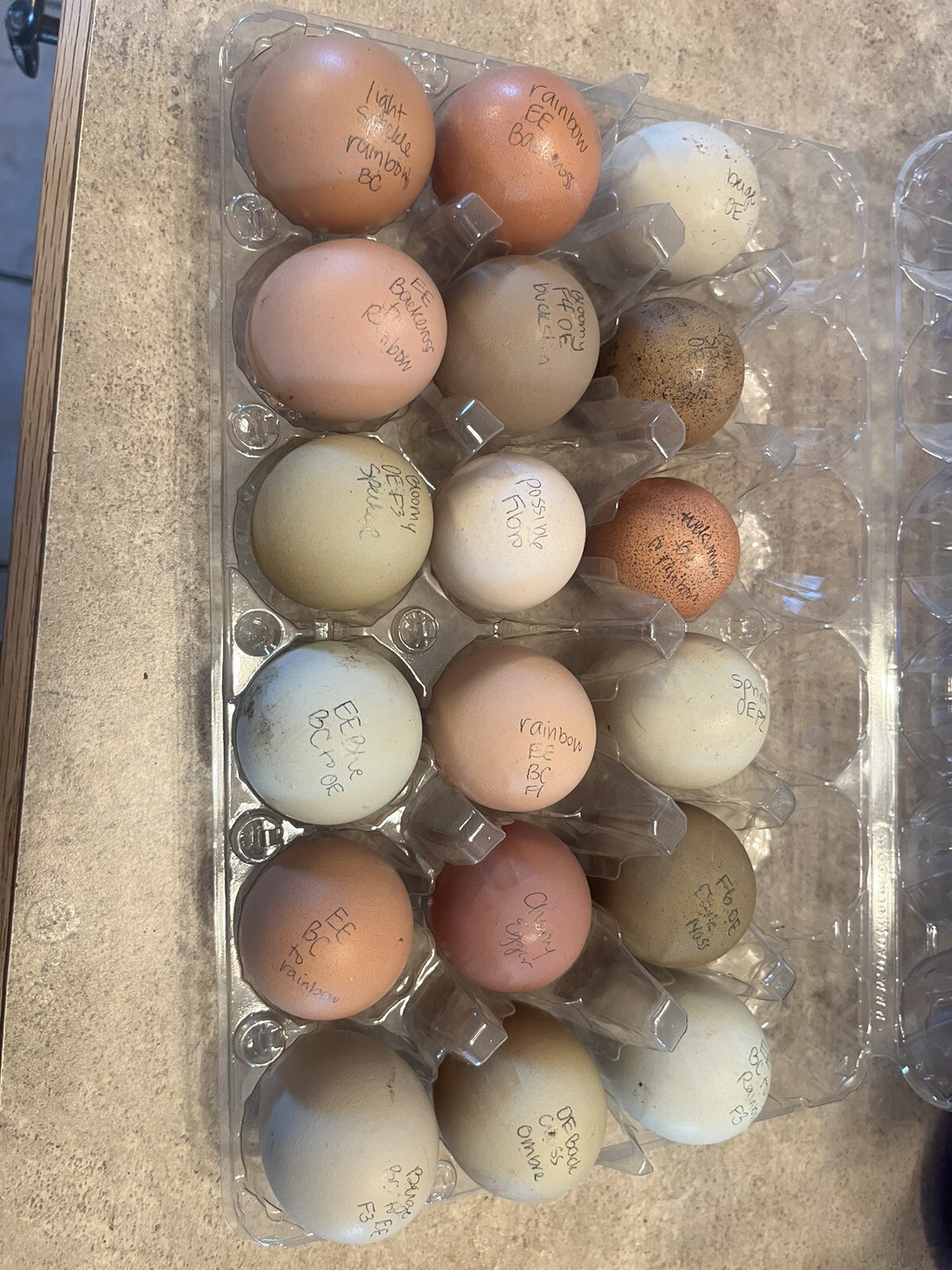 Hatching Eggs RAINBOW LAYERS / OLIVE EGGERS 10+2 NPIP Pure Breeds possible Dozen