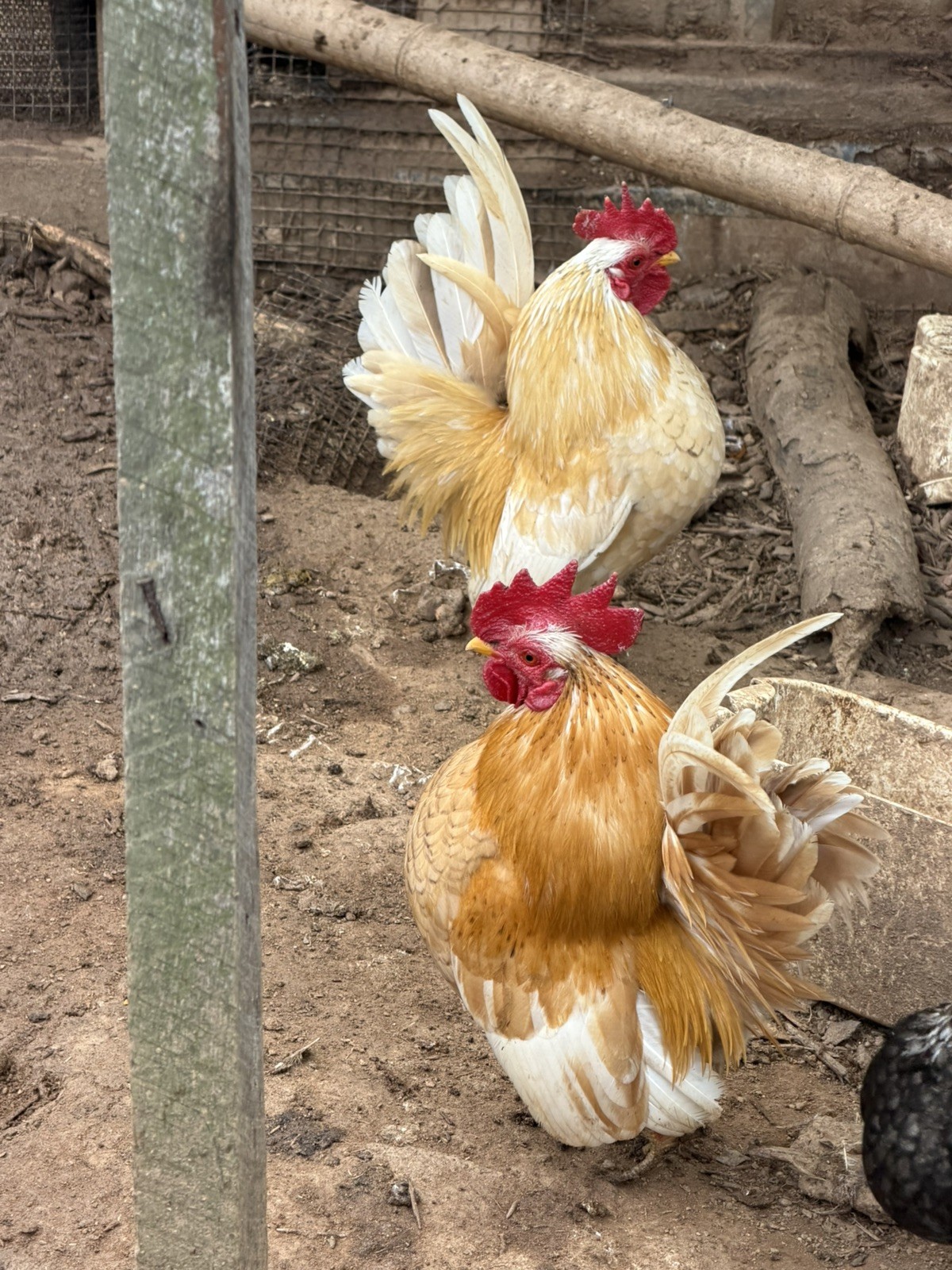 10 + small Serama Chicken Hatching Eggs