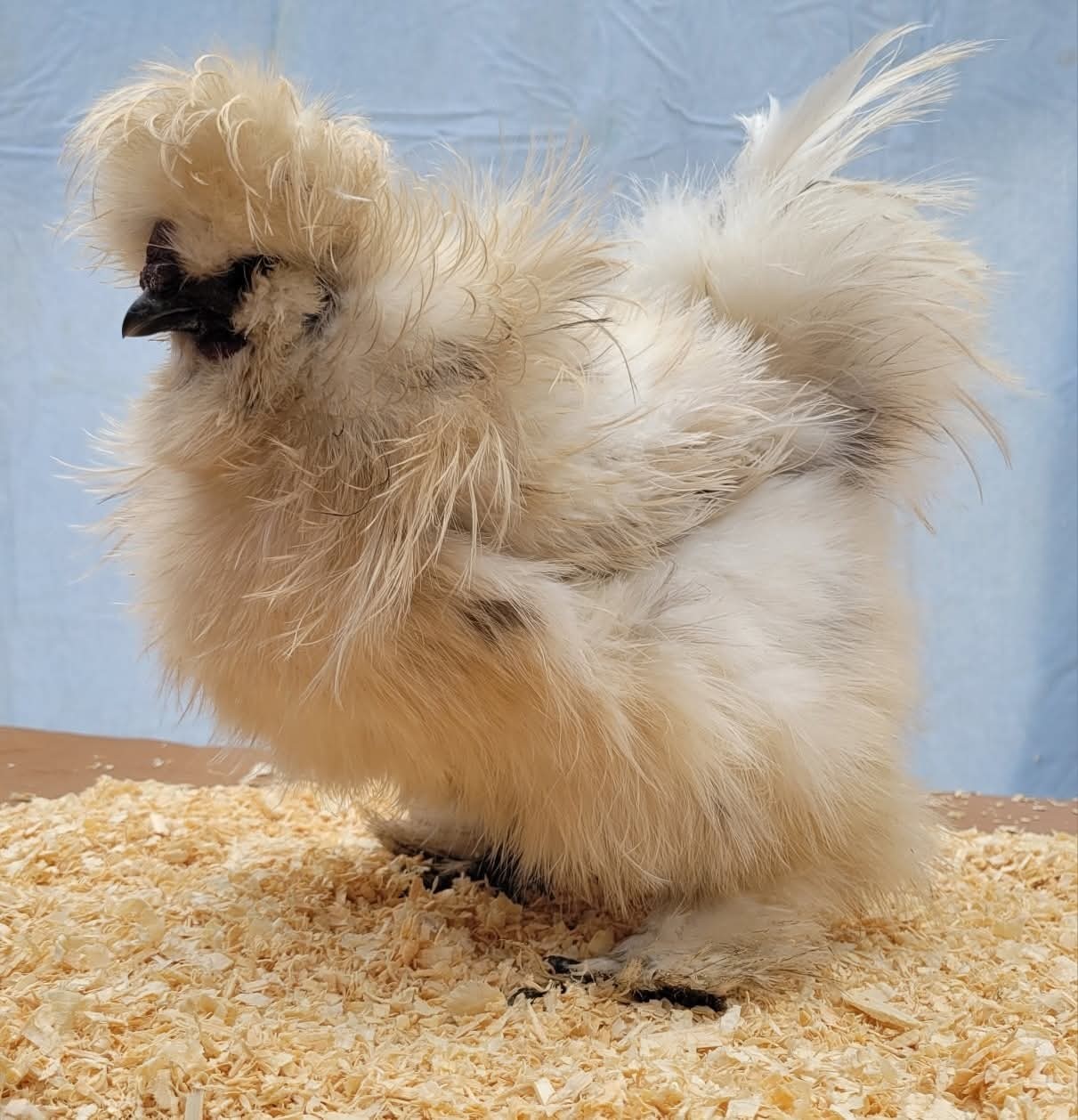 12+2 Silkie Hatching Eggs Npip