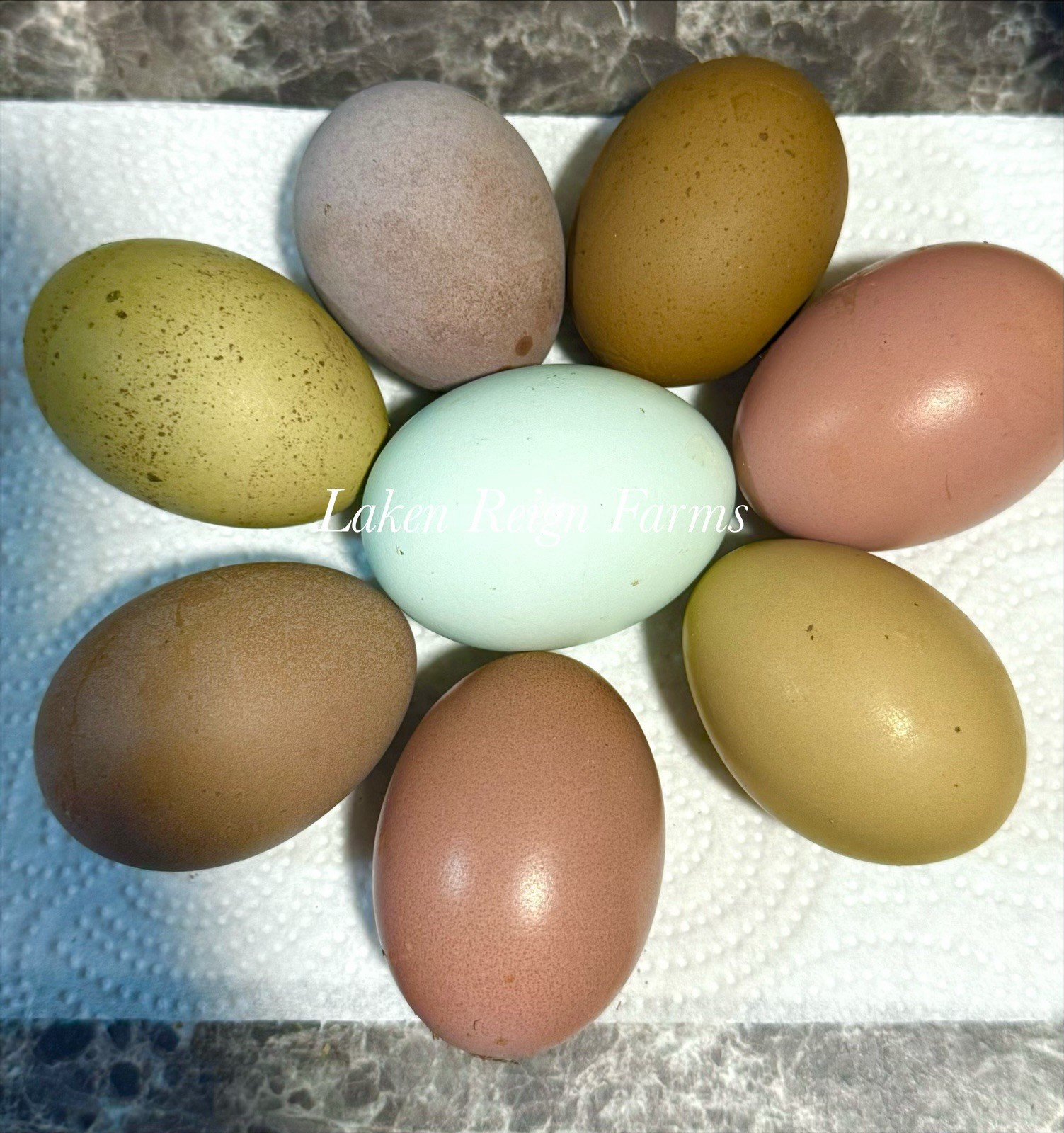 12 Rainbow Hatching Eggs Blooms, Speckles, NPIP/AI