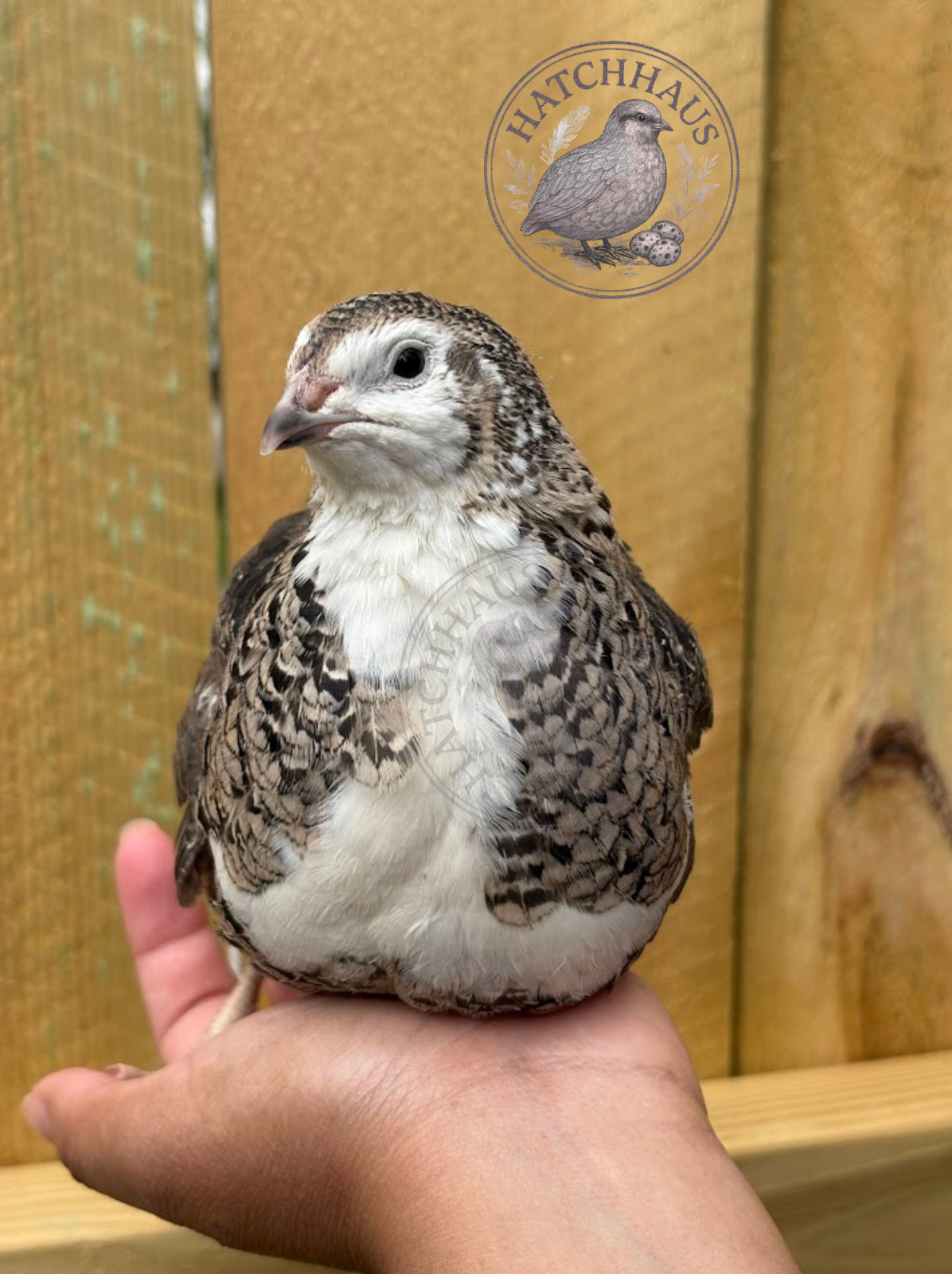 48 Assorted RARE COLORS Coturnix Quail Hatching Eggs