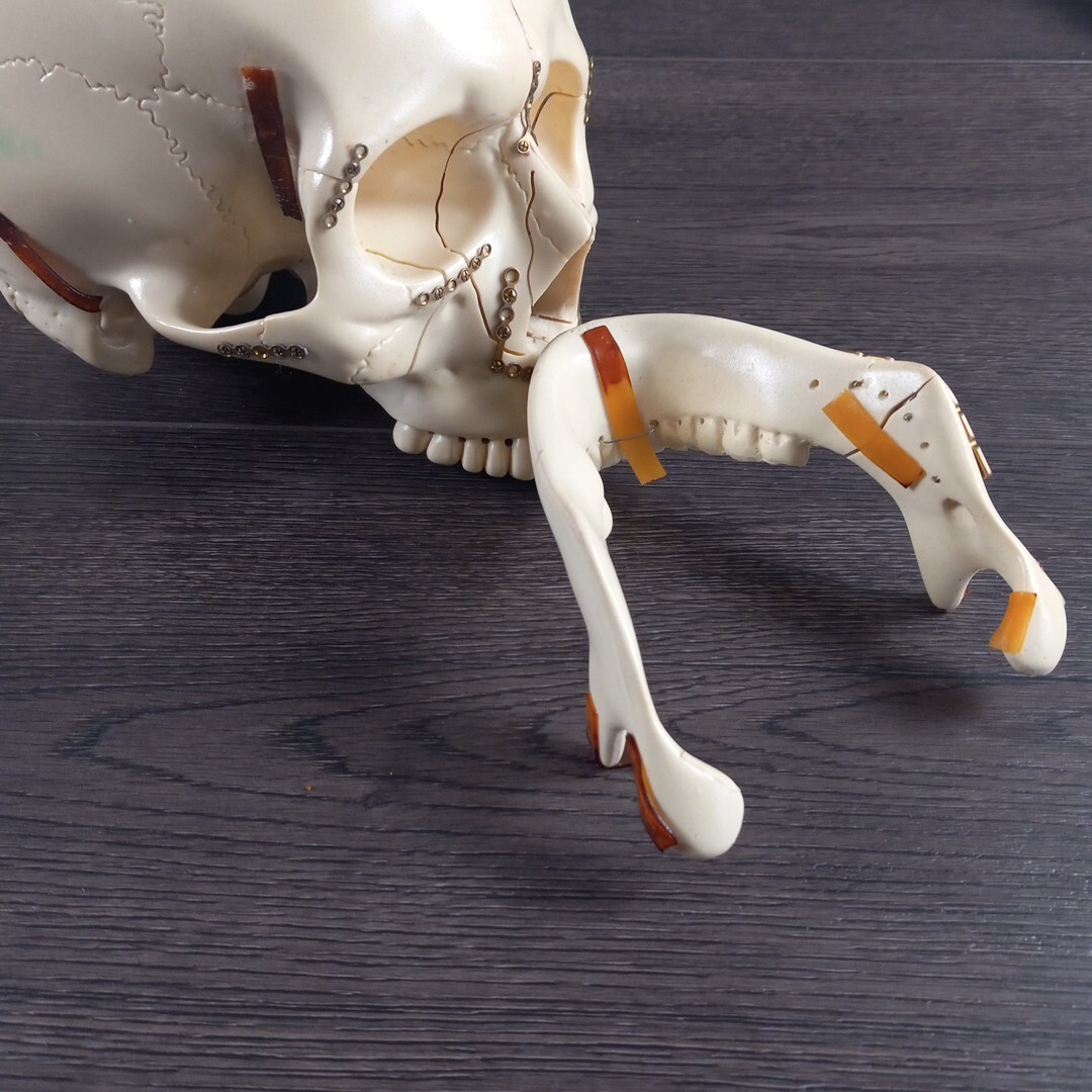 Vintage Sawbones Plastic Human Anatomy Skull