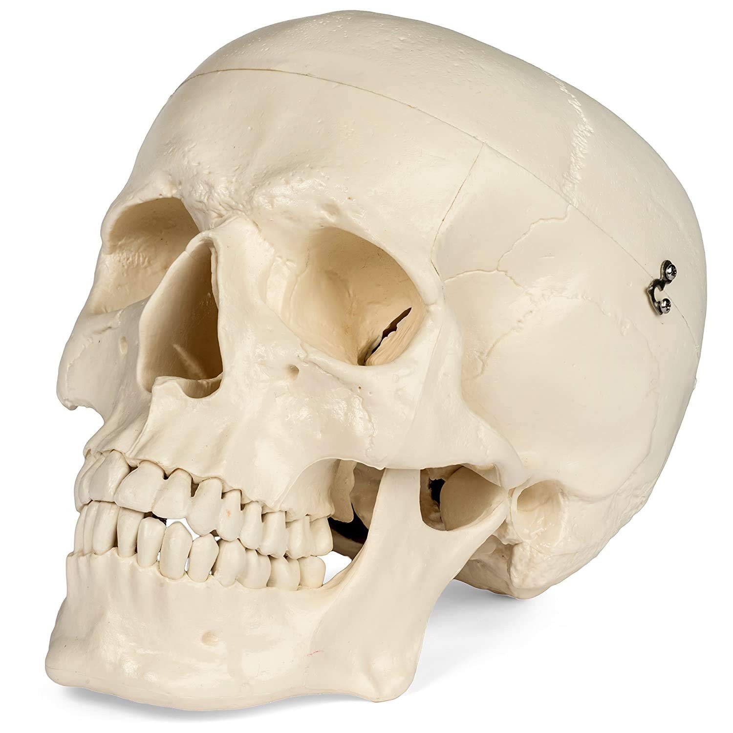 Medical Anatomical Skull Model - 1:1 Life Size Replica Anatomy Adult Human...