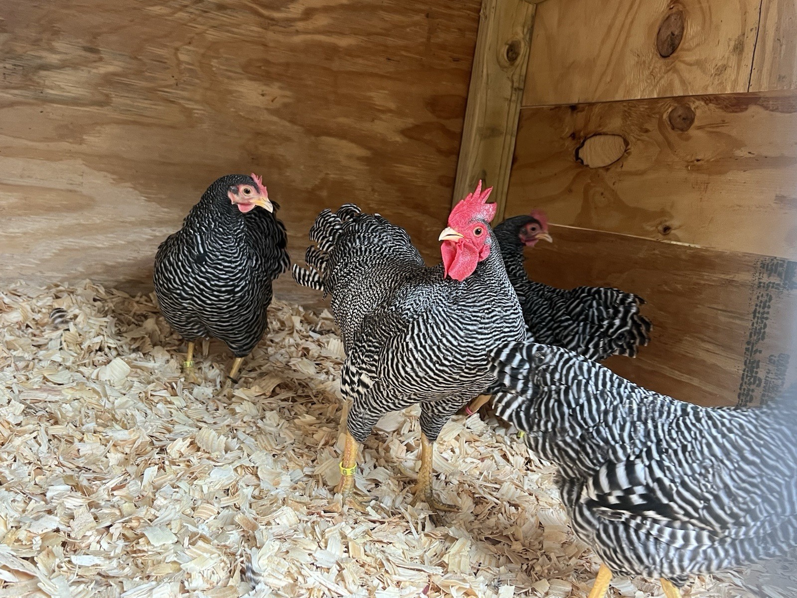 Assorted Bantam Hatching Eggs—Exhibition Line
