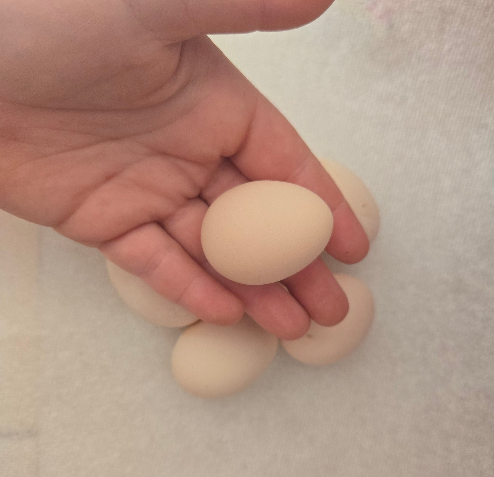 12+ A Dozen Serama Chicken Hatching Eggs Mini Chicken