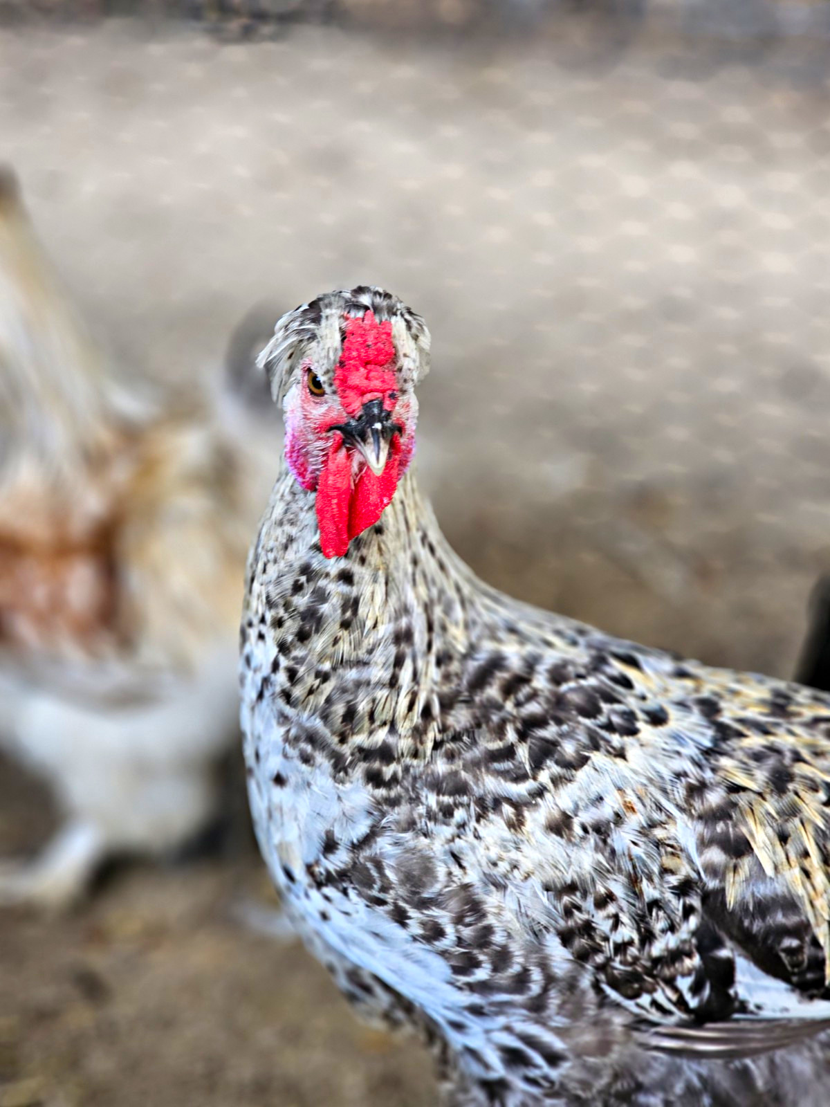 Vaux Fields Poultry Farm - 12 Assorted *Mystery* Hatching Eggs!