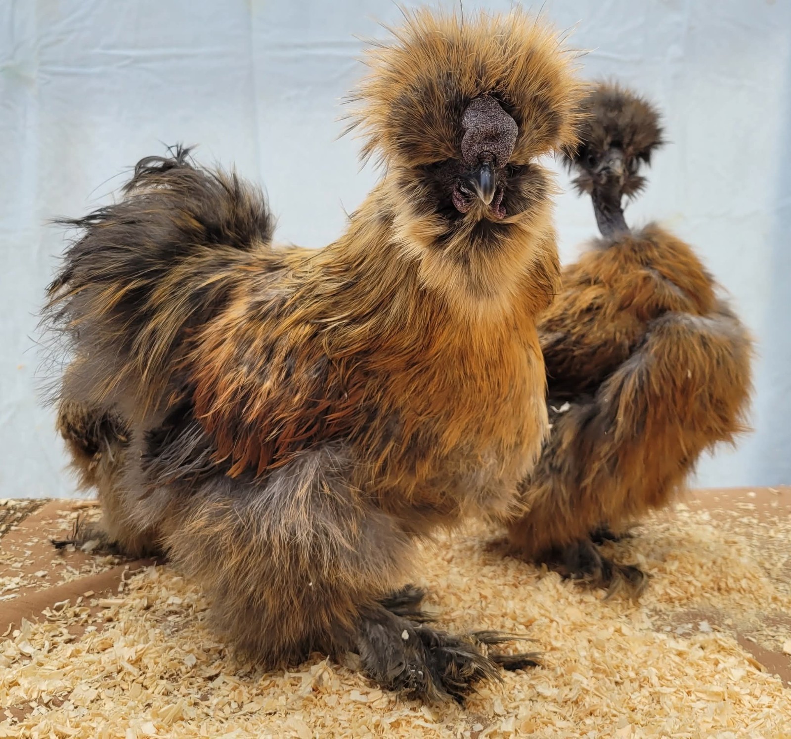 12 Silkie Hatching Eggs Npip