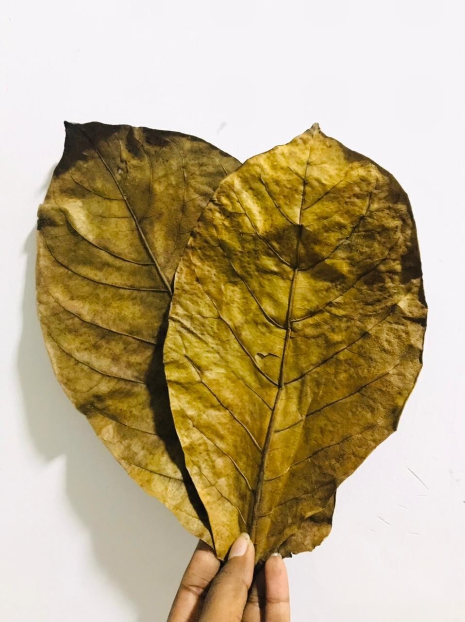 120 Dried Catappa Almond Leaves Ketapang Leaf 5"x10" Shrimp Betta Fish Aquariums