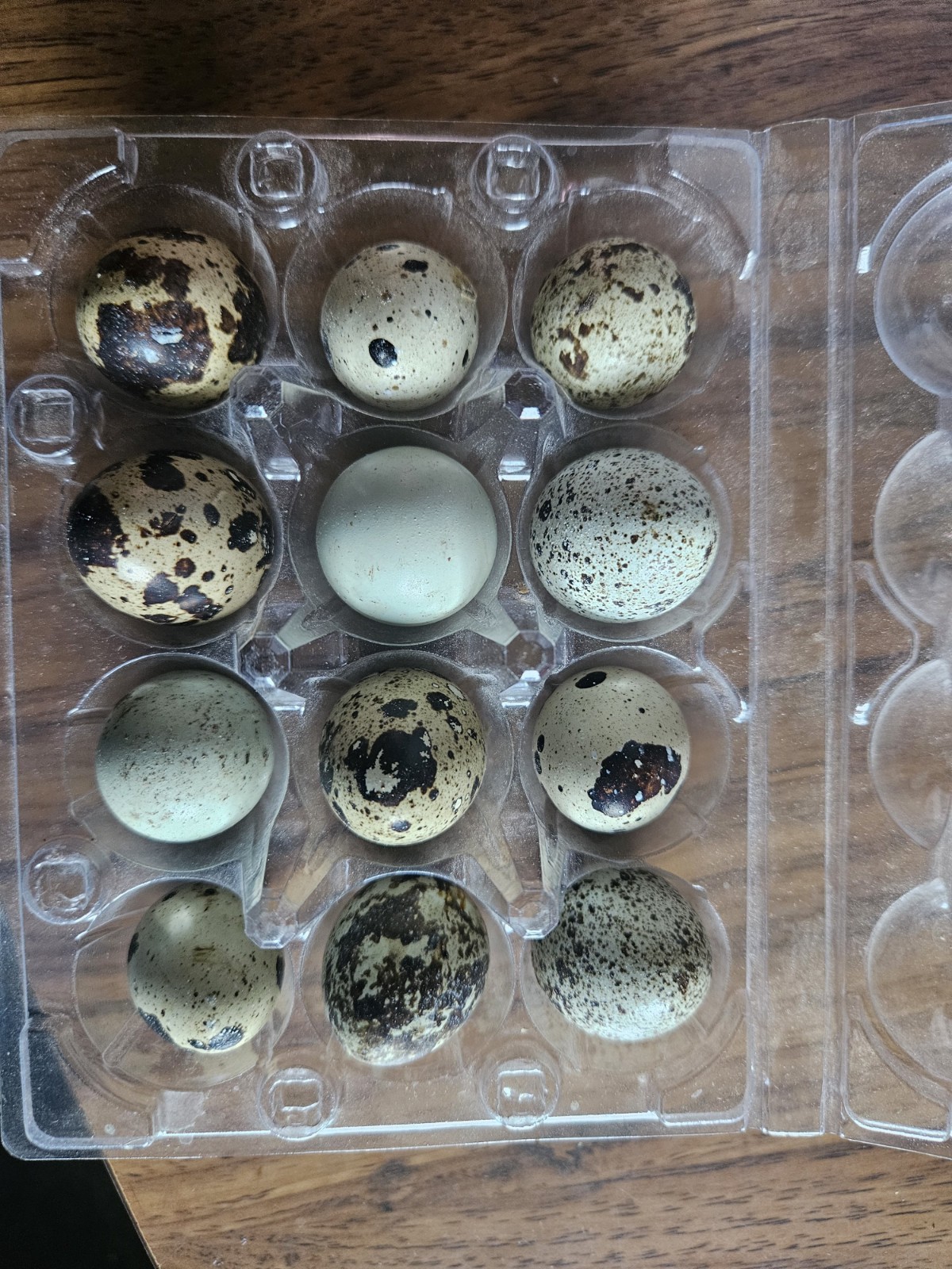 18  Quail Hatching Eggs, Multiple Colors