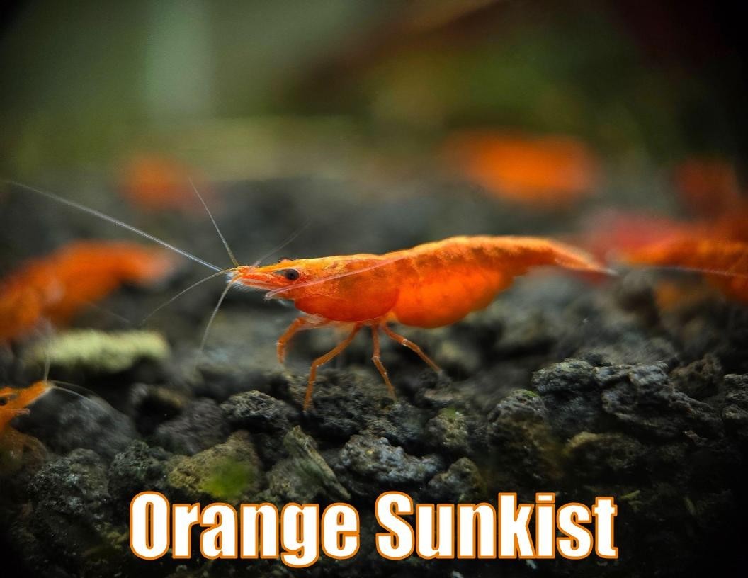 Orange Sunkist Shrimp Live Shrimp for Aquarium Healthy Tank Freshwater Shrimp