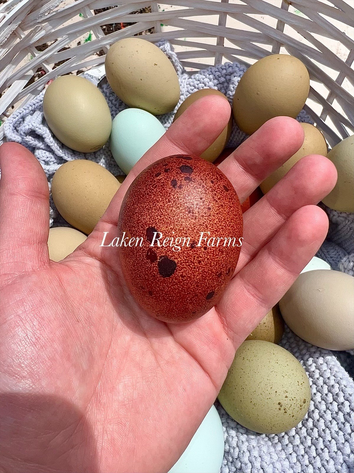 12 Rainbow Hatching Eggs Blooms, Speckles, NPIP/AI