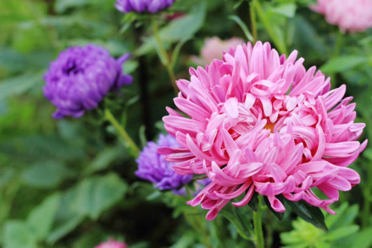 200 POWDER PUFF CHINA ASTER SEED MIX | SALE FREE SHIPPING NON GMO HEIRLOOM