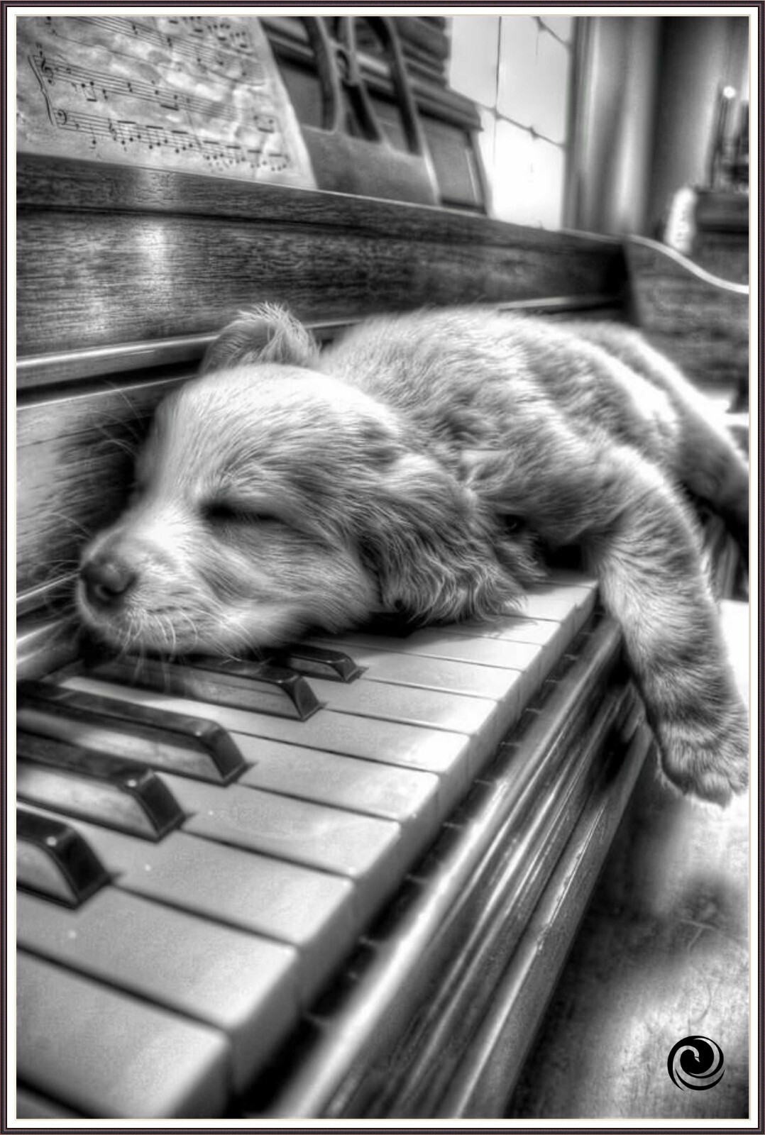 Piano Dog 561- Chart Counted Cross Stitch Pattern craft DMC