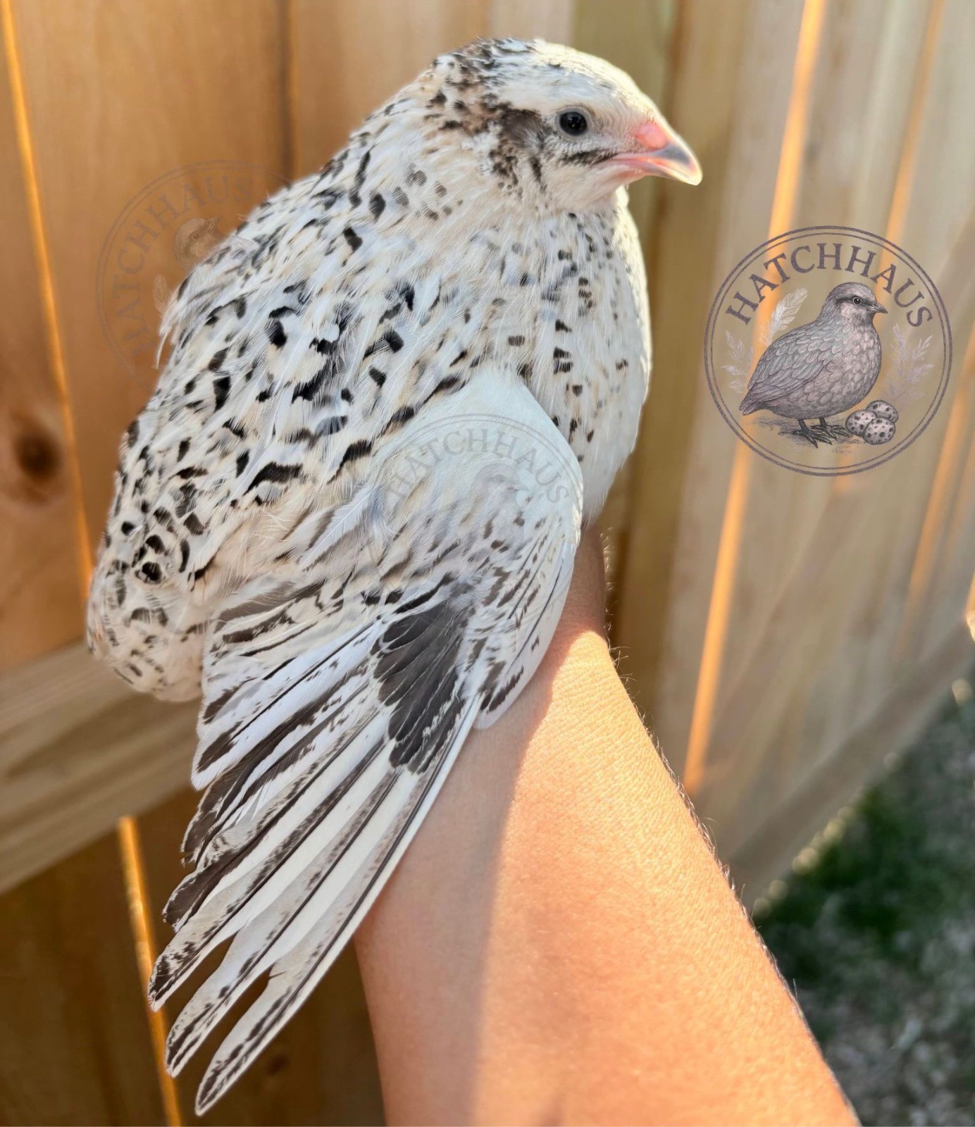 36 Assorted RARE COLORS Coturnix Quail Hatching Eggs - shipped in foam