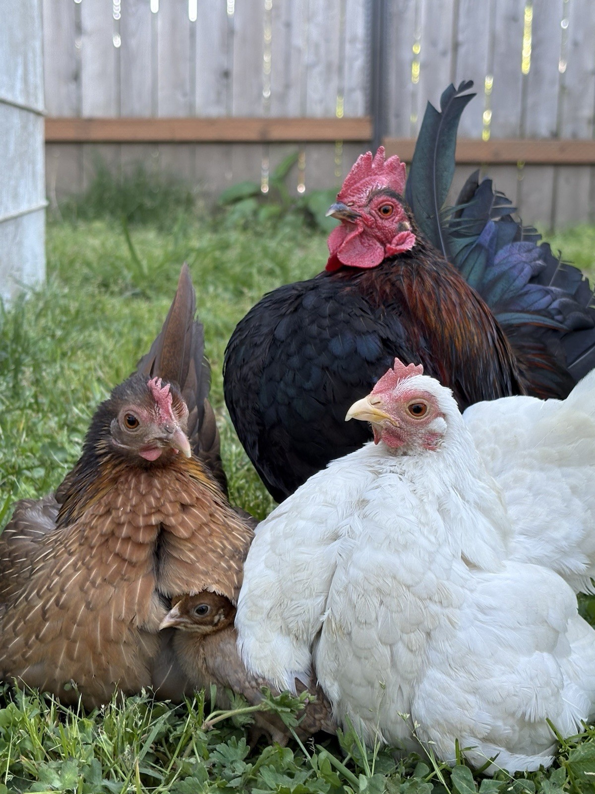 Serama Fertile Hatching Eggs 6+1 Possible Silkies