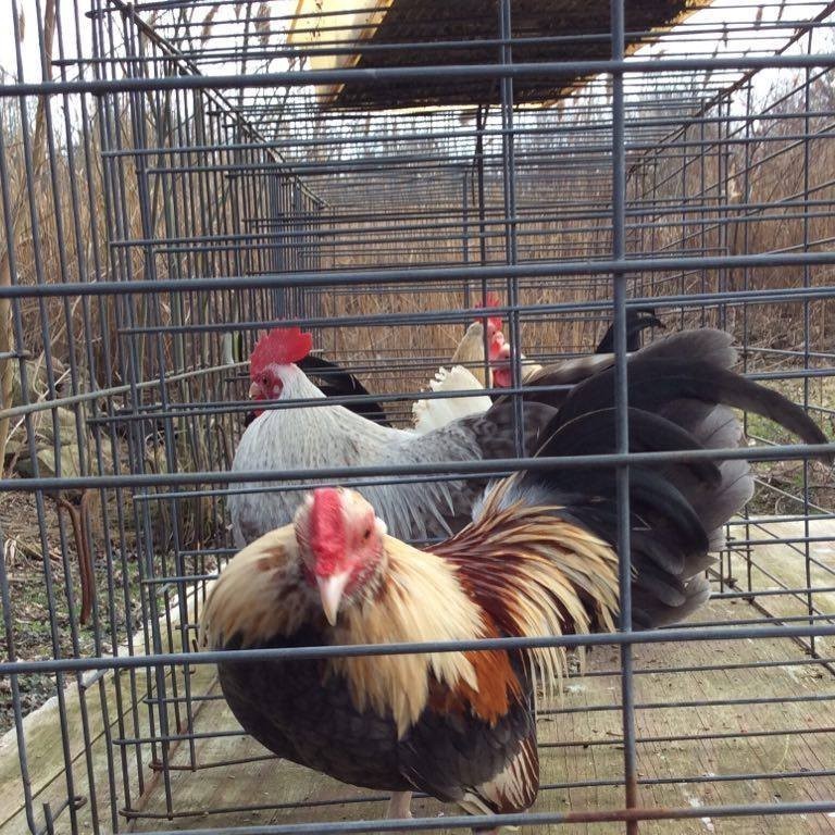 12+ assorted rare old english  bantam Hatching Eggs