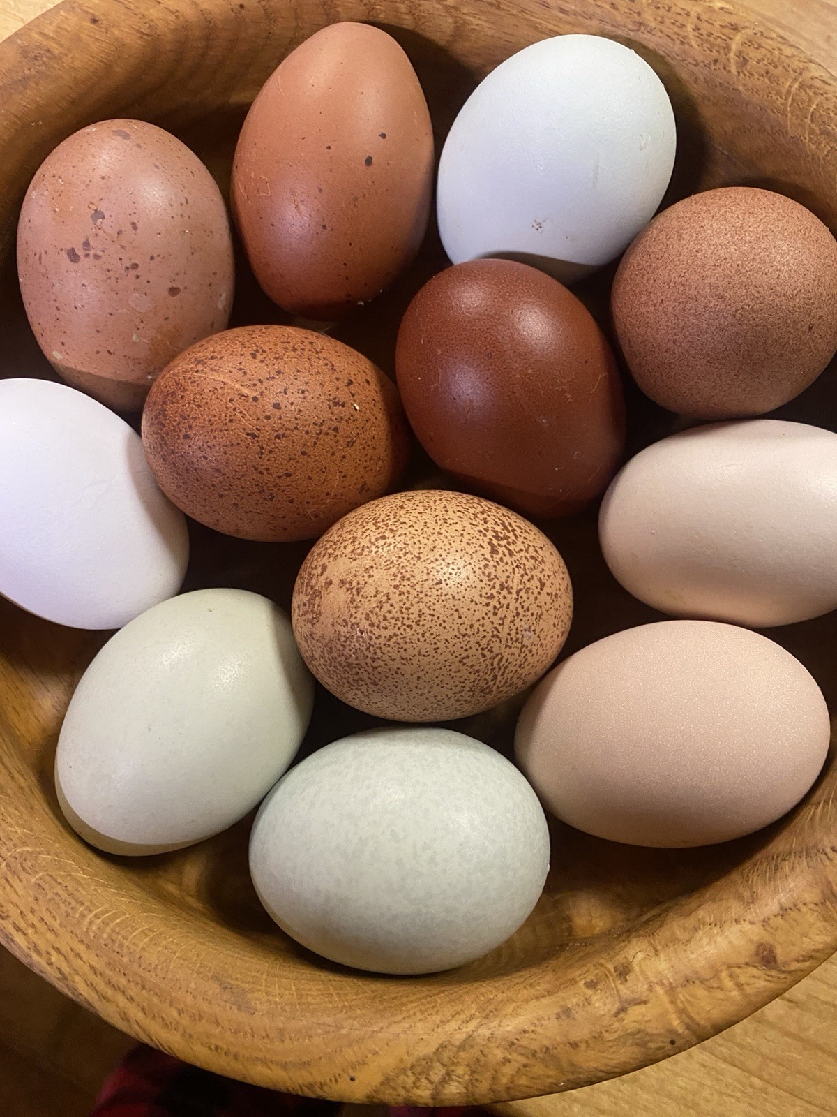 10++ NPIP Rainbow Hatching Eggs - Read Description
