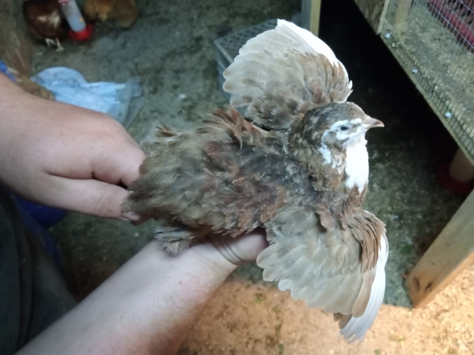 50+ Rare Conturnix Quail hatching Eggs Mixed Colors