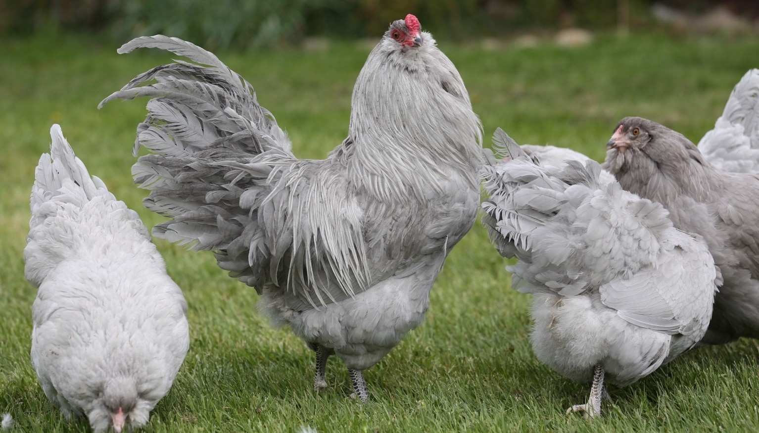 10++ NPIP Lavender Ameraucana Hatching Eggs - Read Description