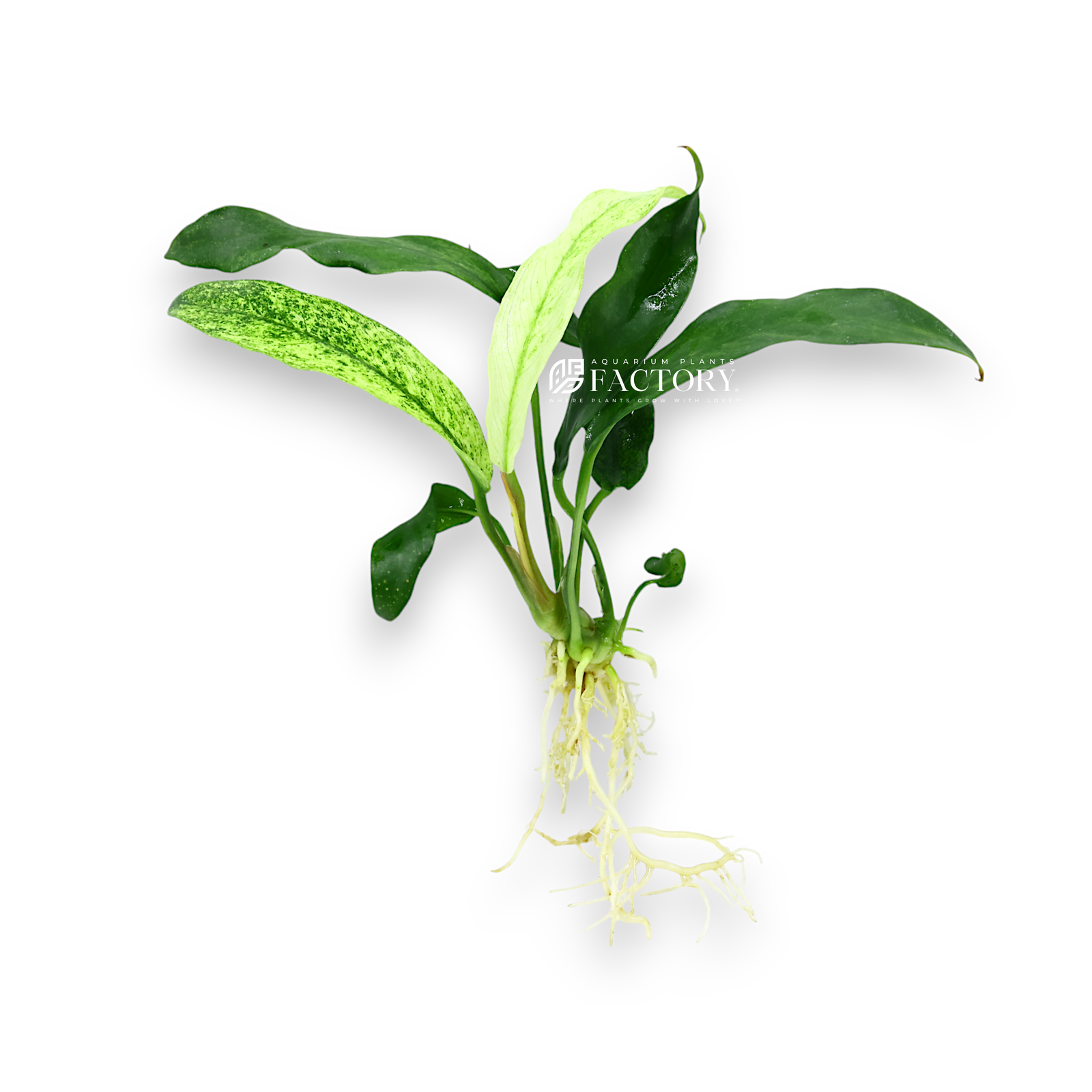 Anubias Minima Variegated